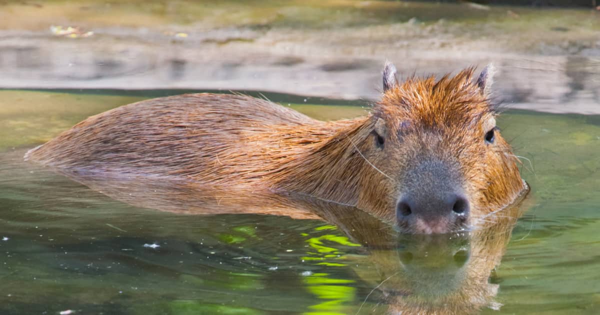Why Capybara Was Once Considered A Fish