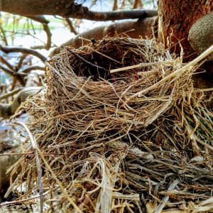 How To Spot The Difference Between A Bird's Nest And Squirrel's Nest