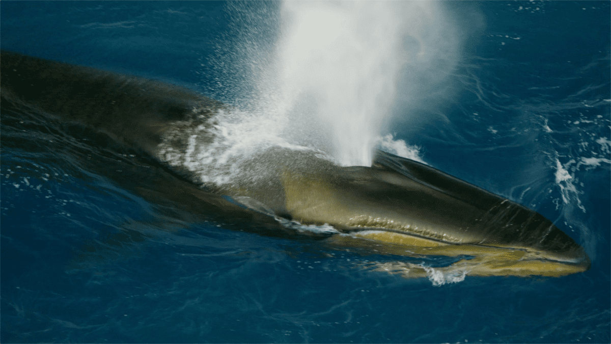 Large group of southern fin whales filmed in feeding frenzy