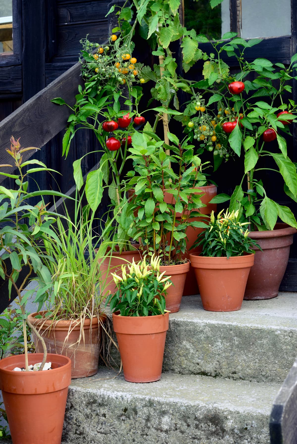 Ornamental container, vegetable garden in terracotta pots. Mirabell tomato plant, Poupila pepper plant, lemon eucalyptus, bay leaf and sweet pepper plant in pot.