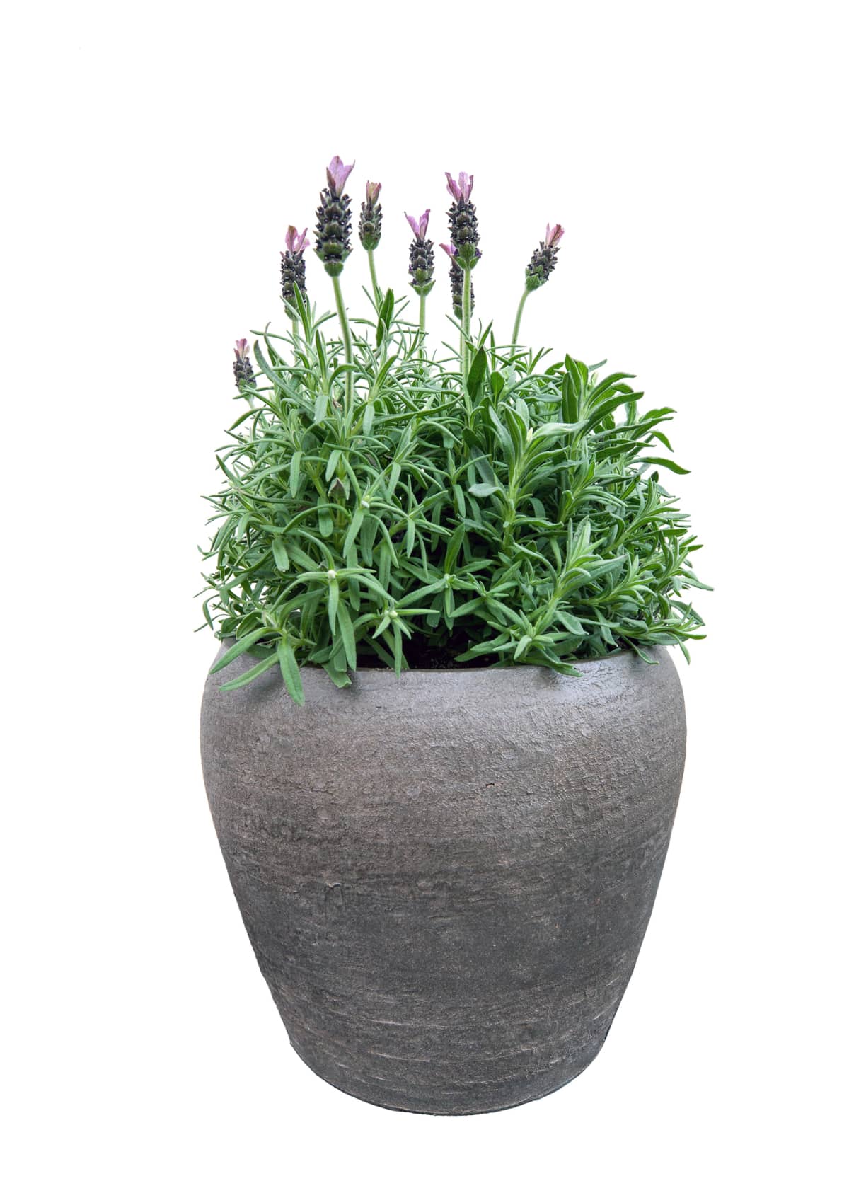 A plant with flowers in a tall planter.