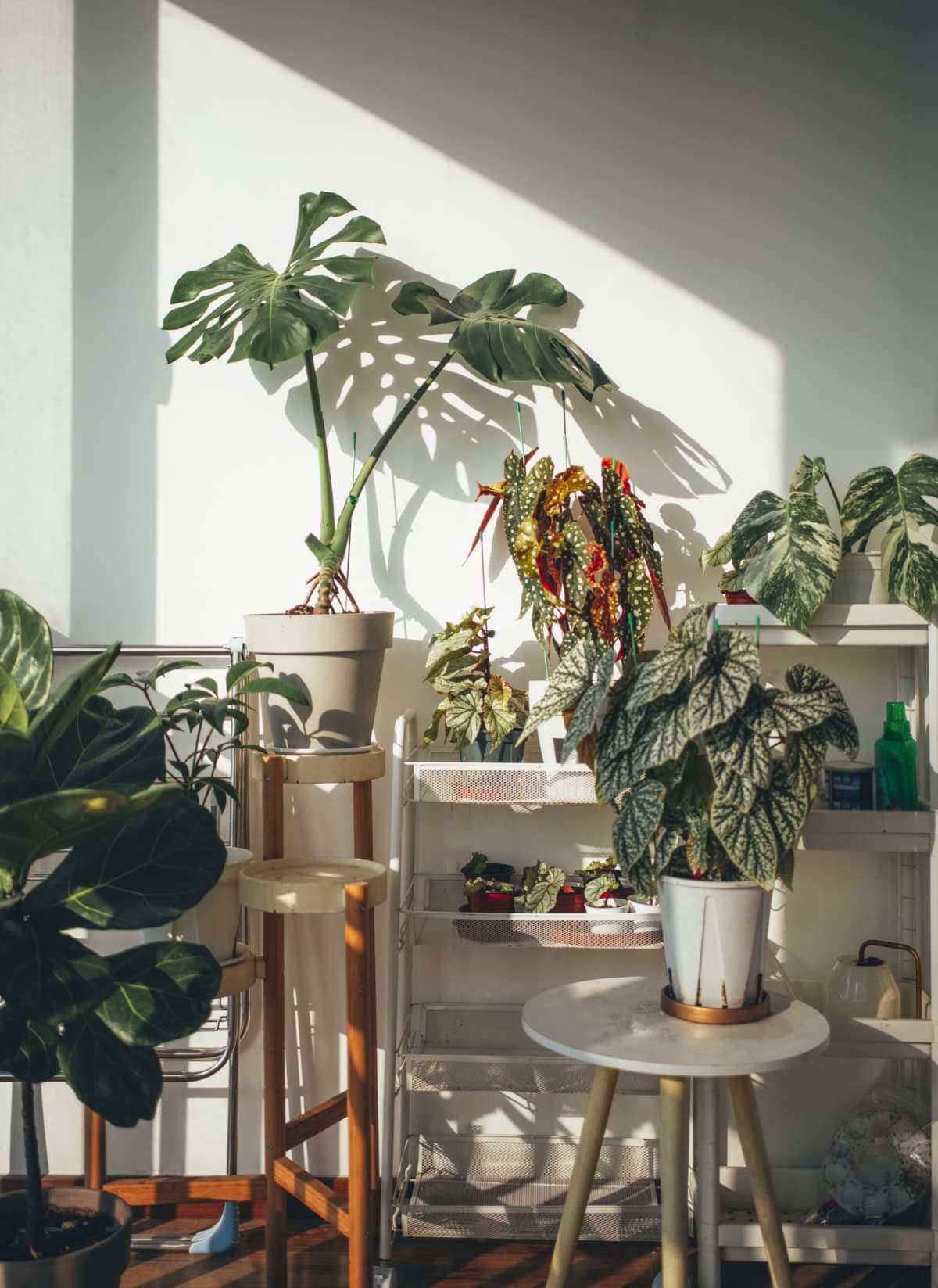 A variety of houseplants.