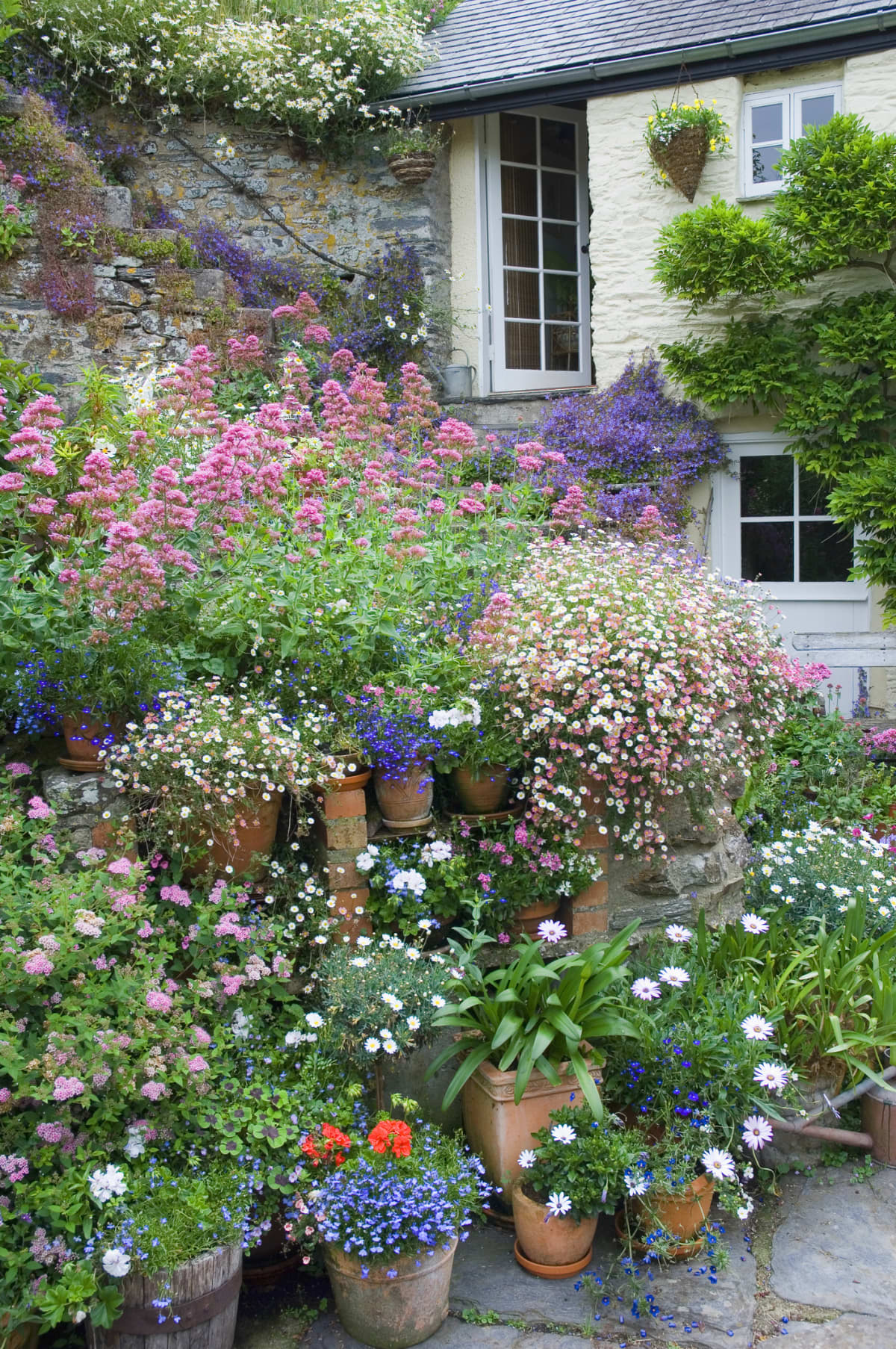 A colorful yard with flowers in a garden