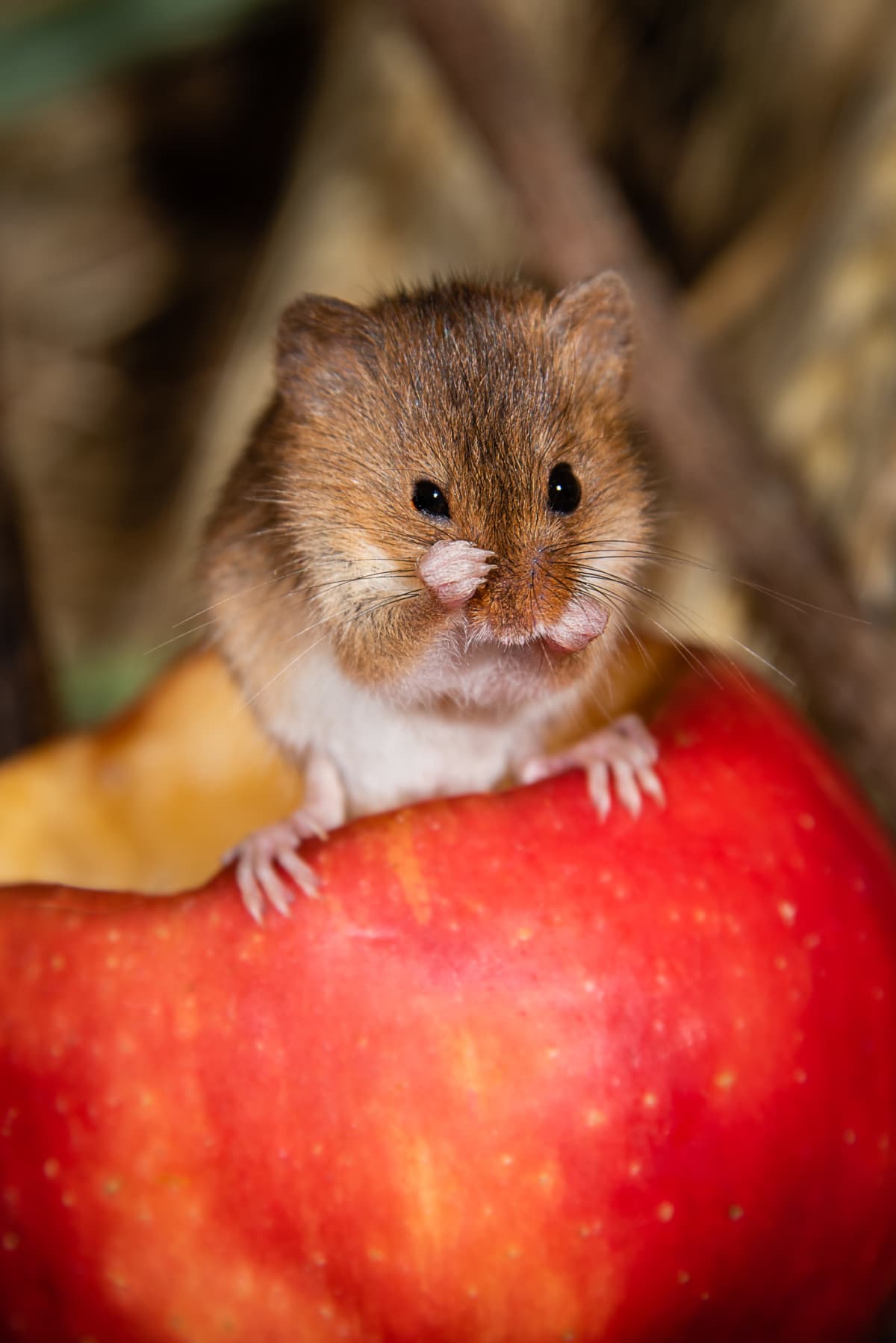 Mouse grooming itself on an apple