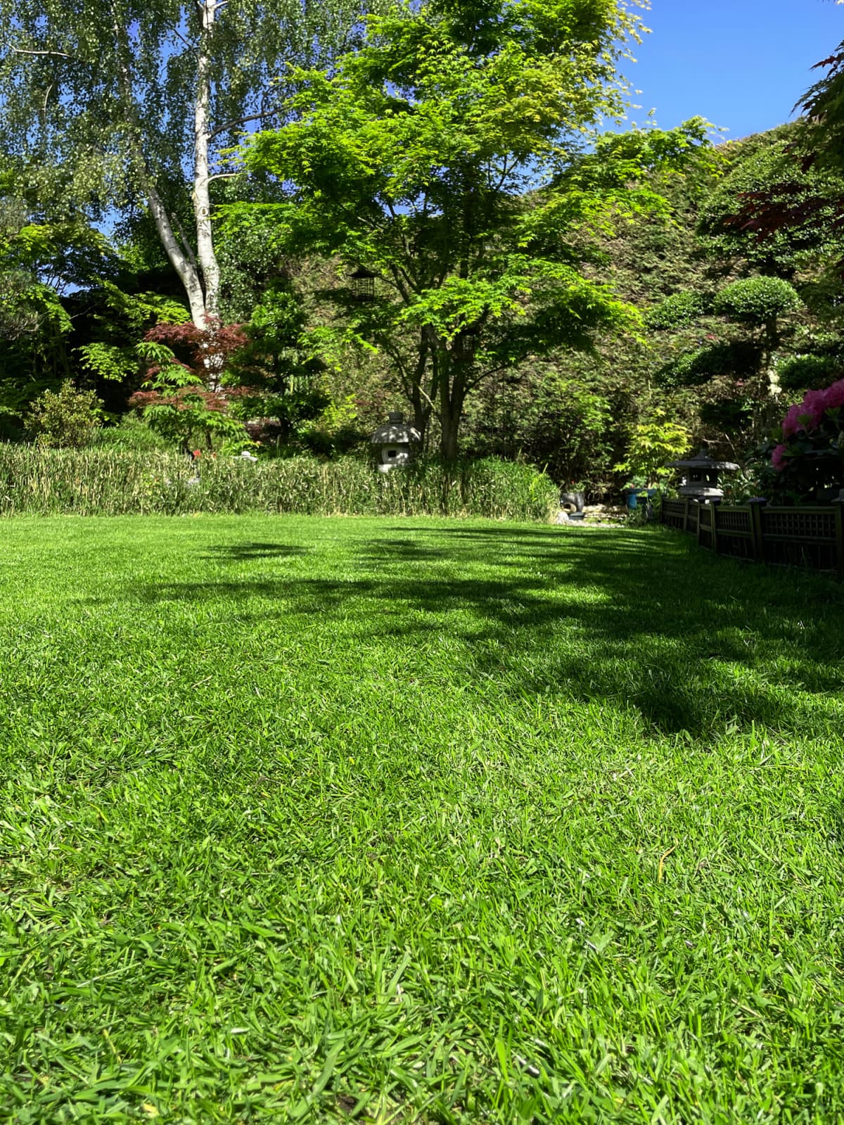 A lawn and trees on a sunny day.