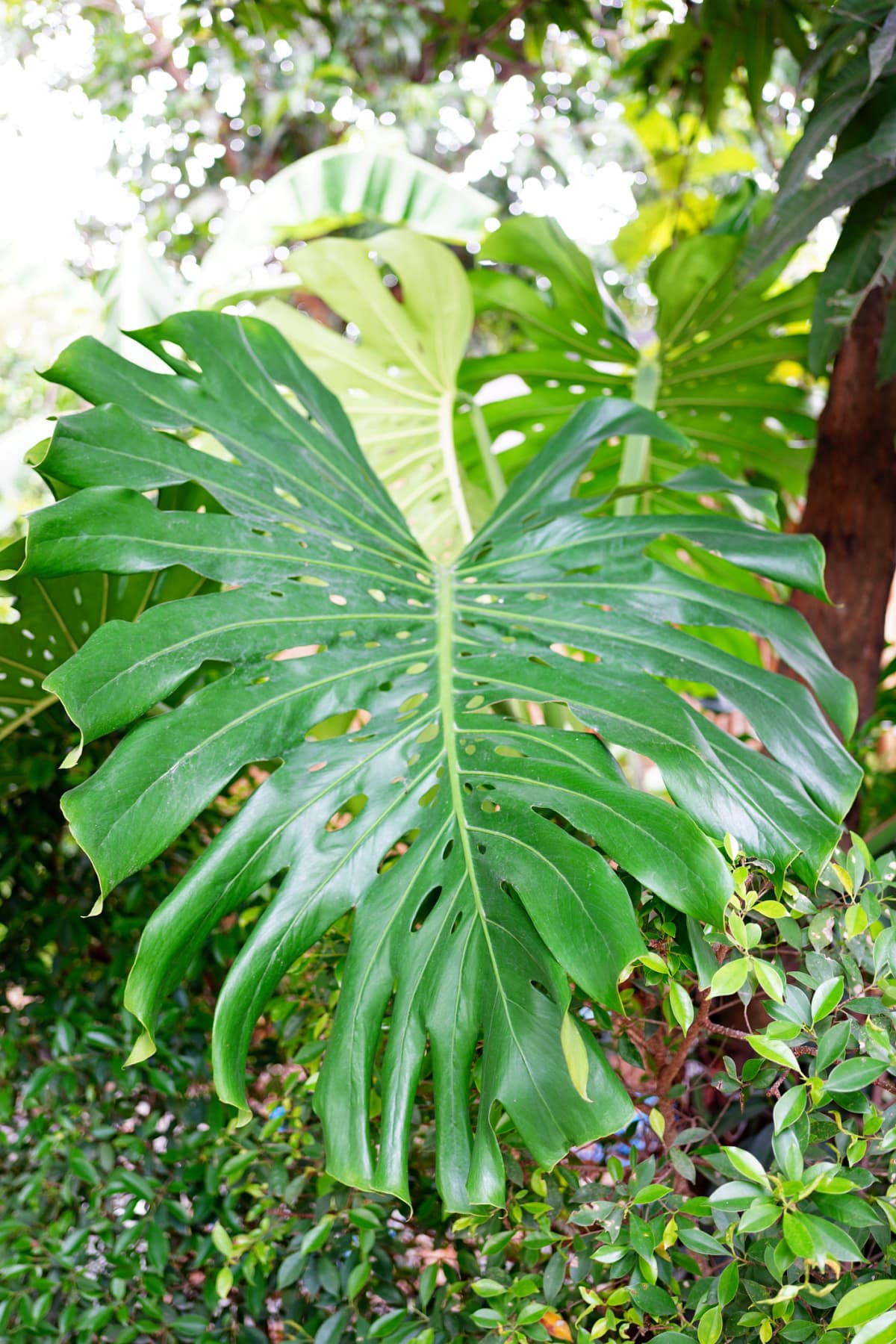 Monstera plant thriving in a lush garden