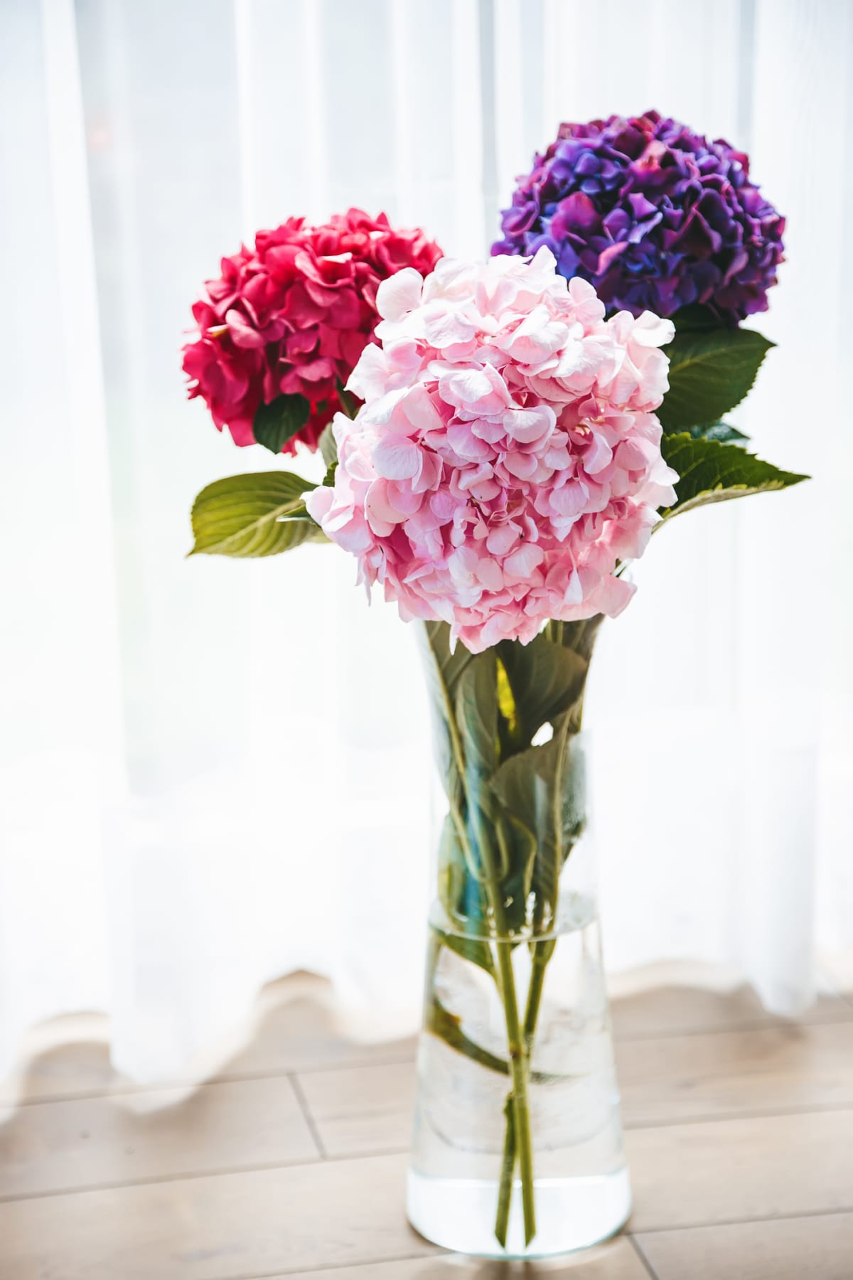 Bouquet of colorful blooming hydrangea flowers in a vase