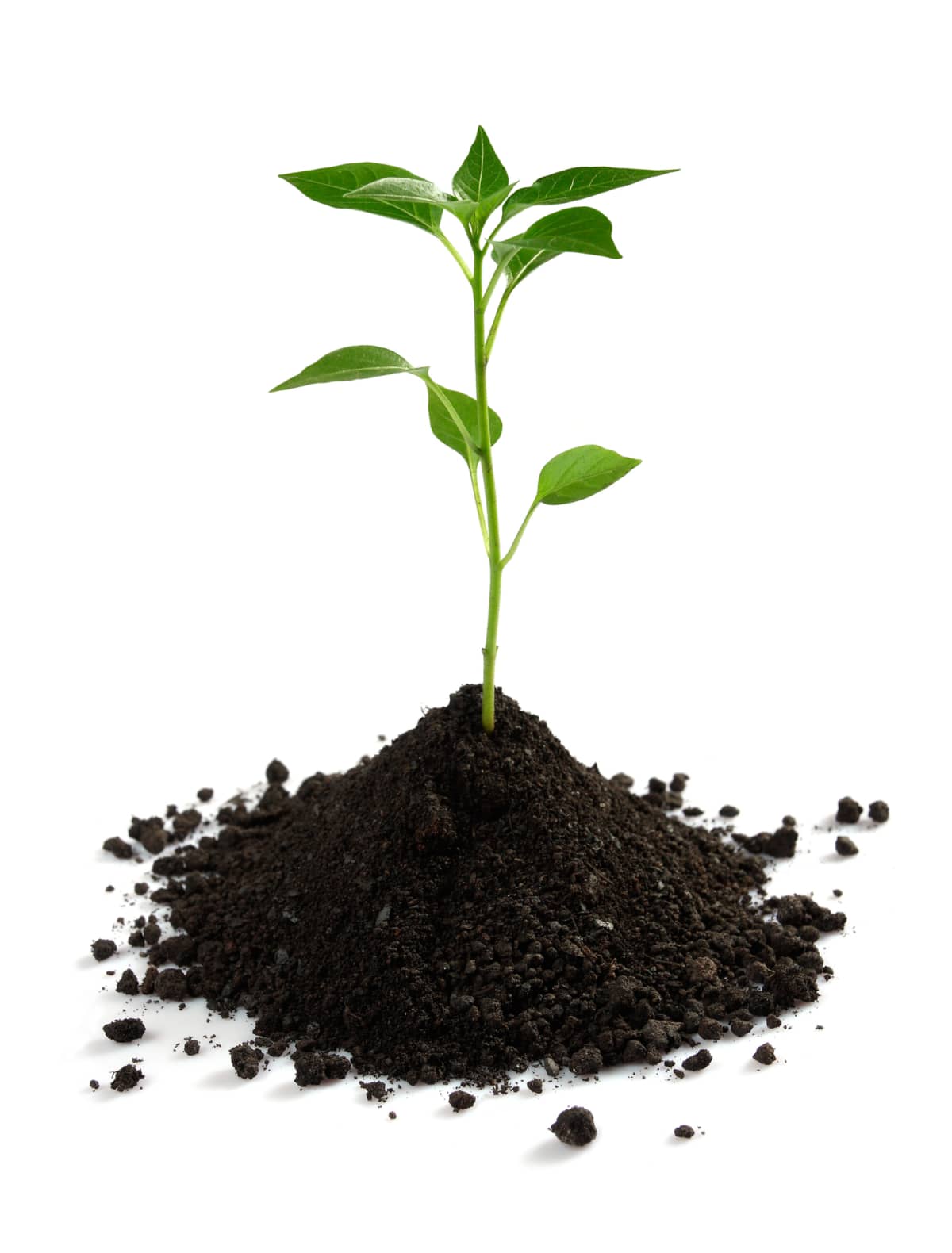 A plant growing out of a clump of soil against a white background