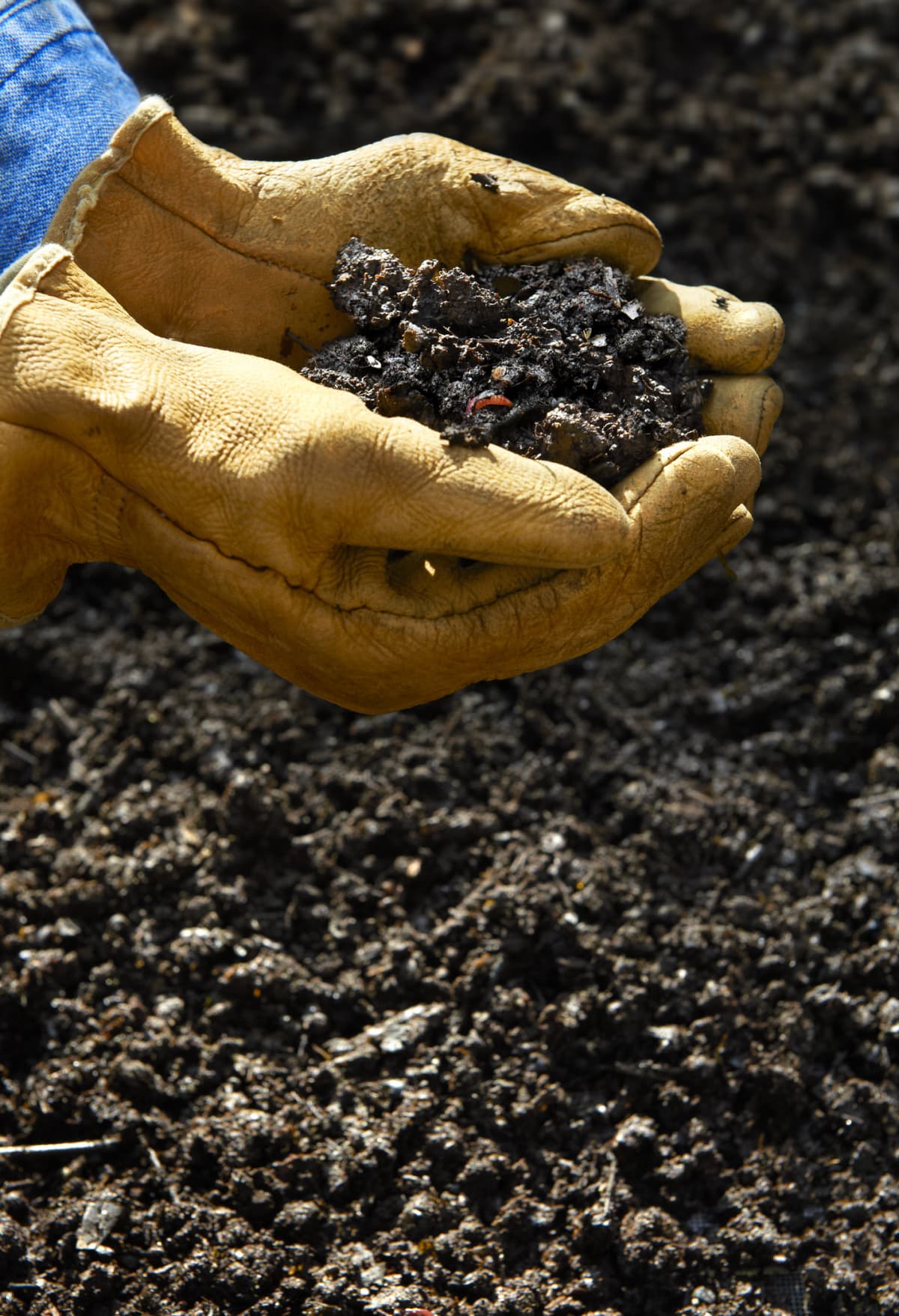 Hand holding soil created from home composting kitchen scraps or vegetables and fruit along with fall leaves and grass clippings.