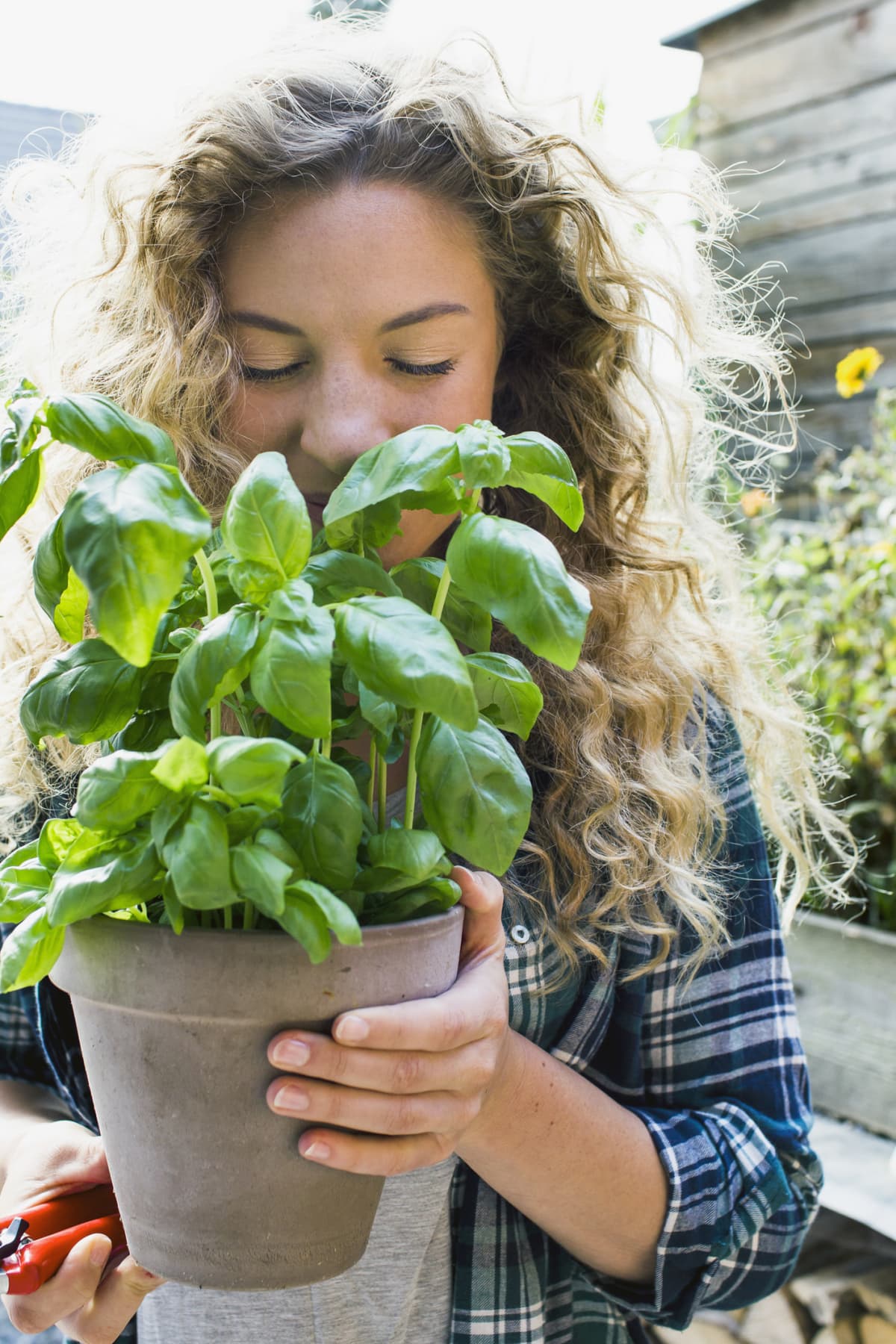 A woman holding a lush, green potted basil plant in her hands