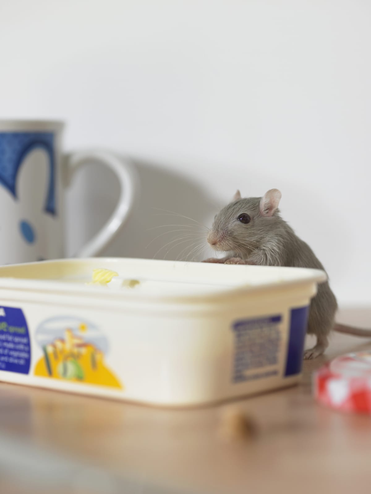 A mouse peeks into the margarine tub