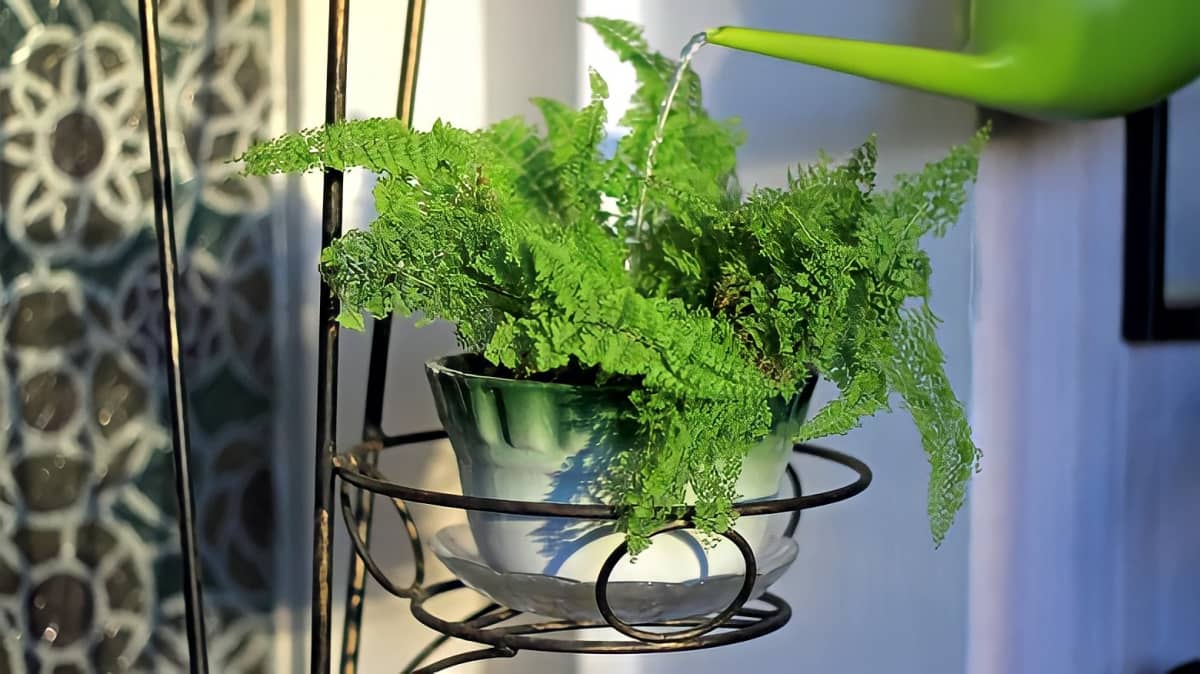 Green fern being watered using watering can