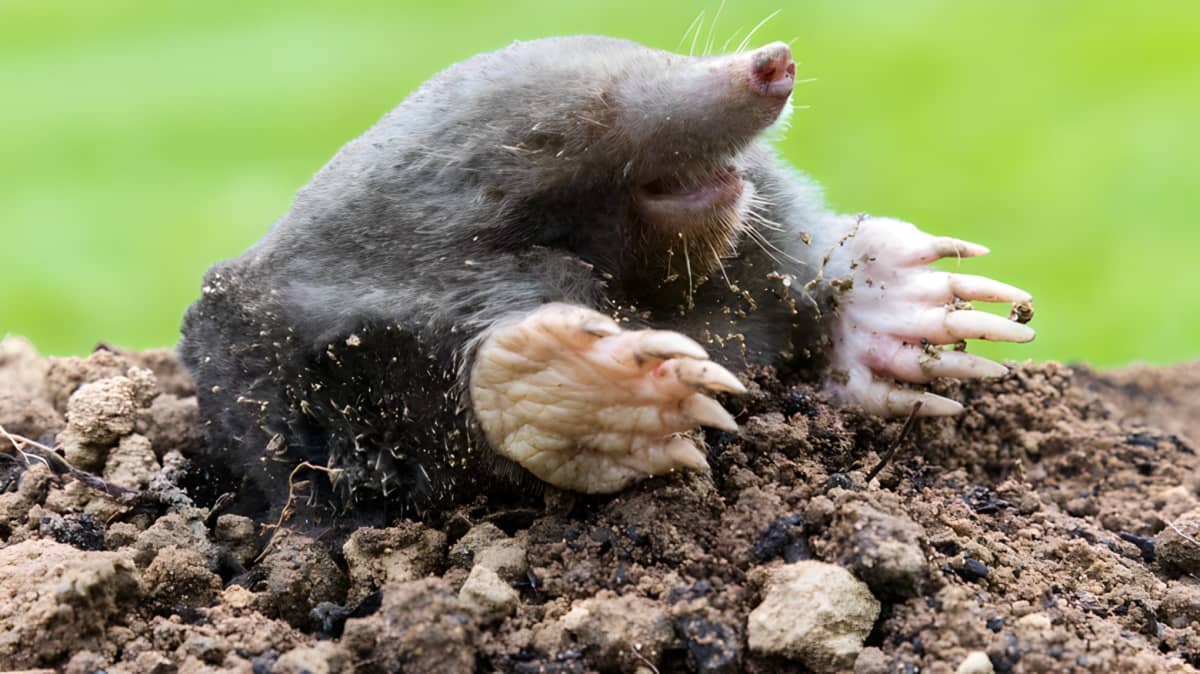 A mole in dirt