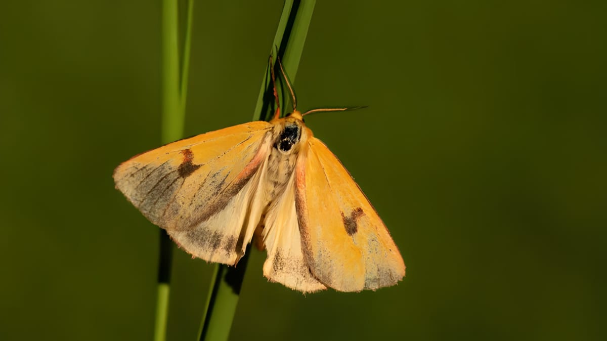 A moth resting on grass