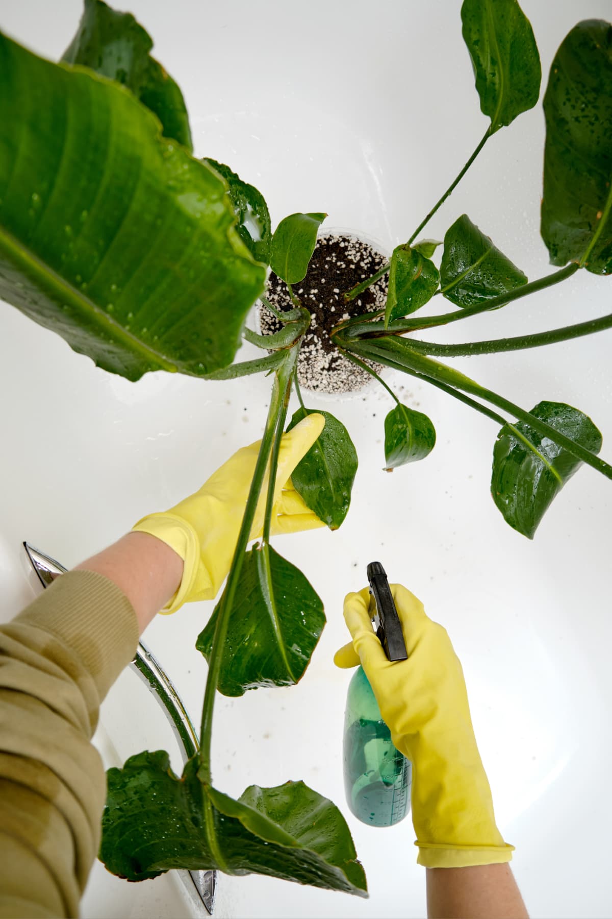 A person spraying house plant with gloved hands