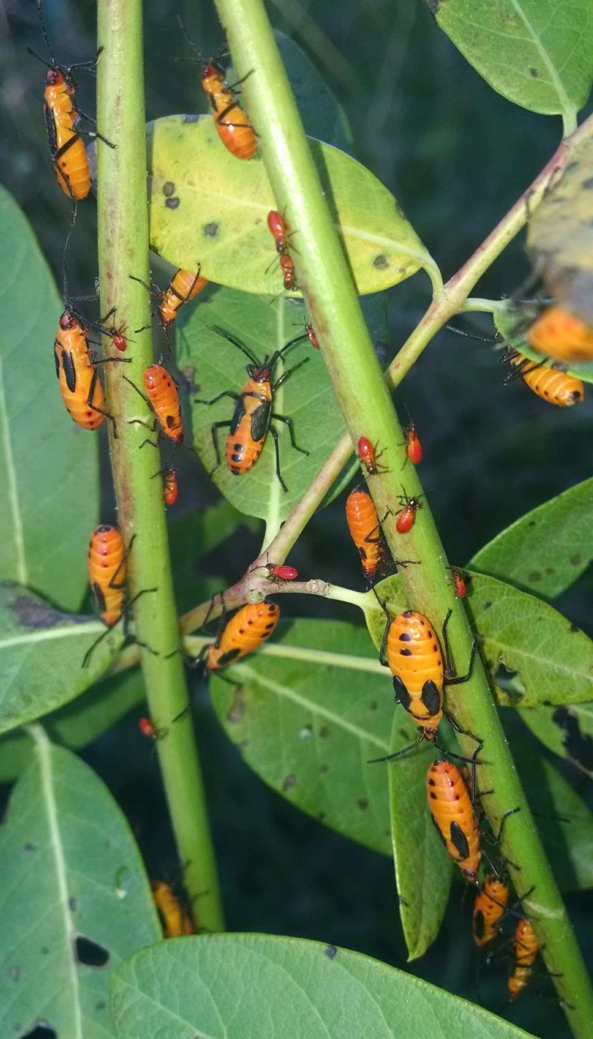 Baby Box Elder bugs on green plants.