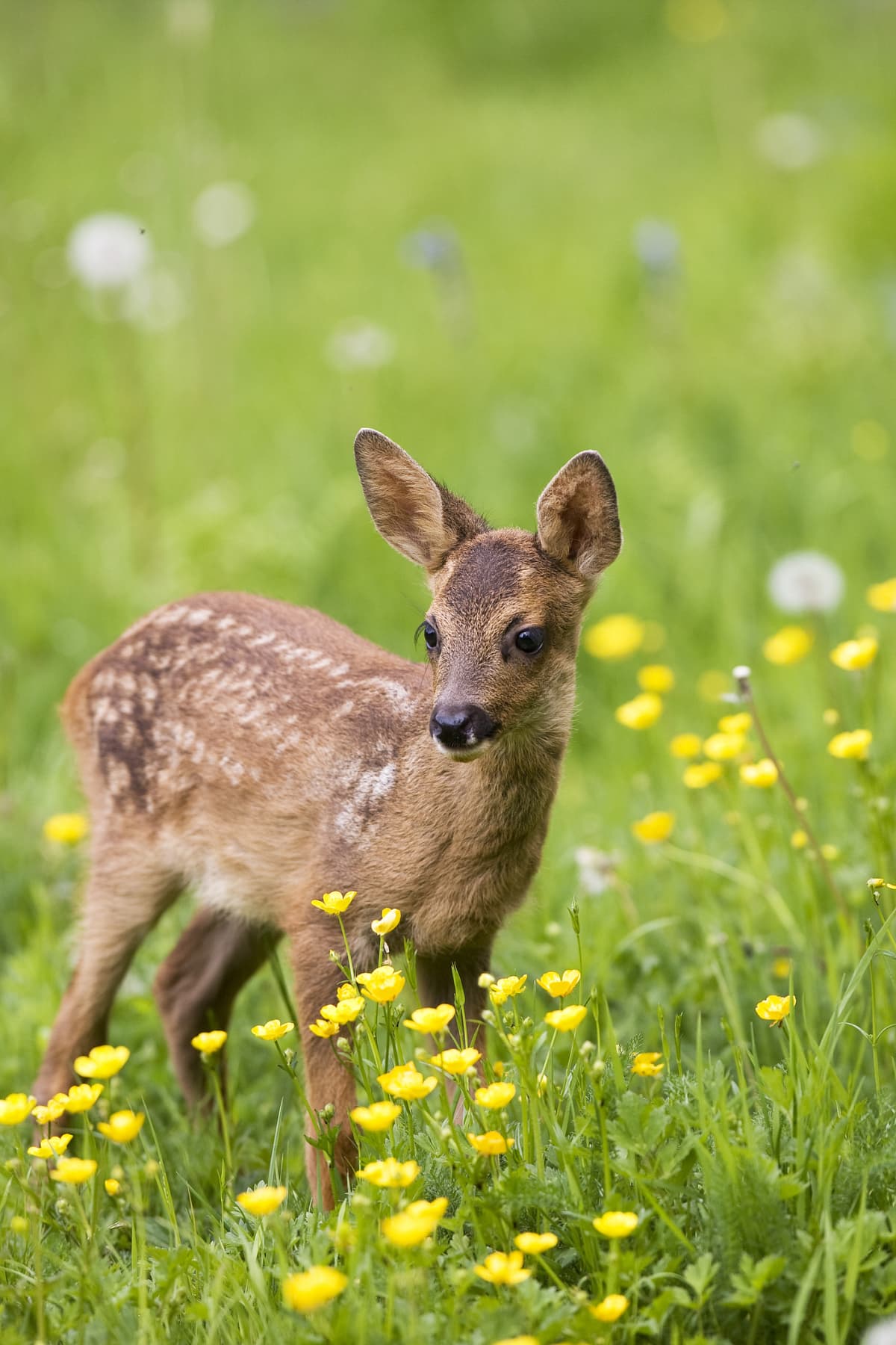 A young deer in the garden