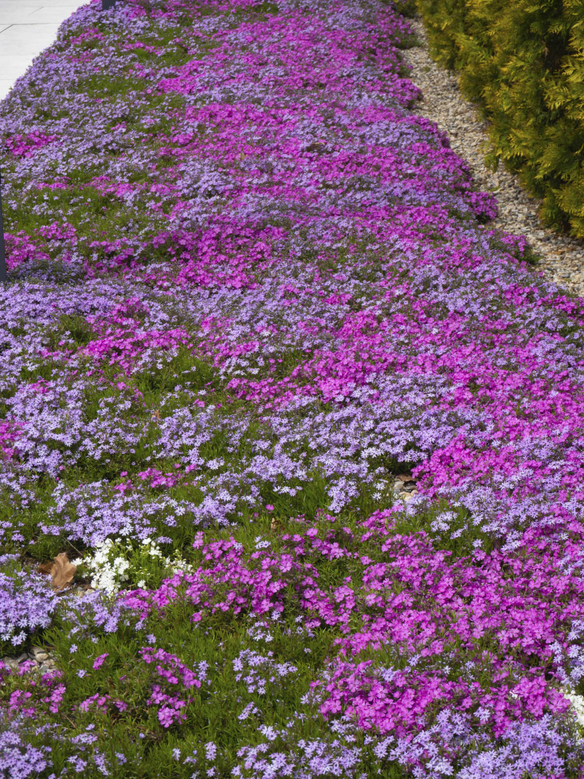 A path of multicolored creeping phlox flowers