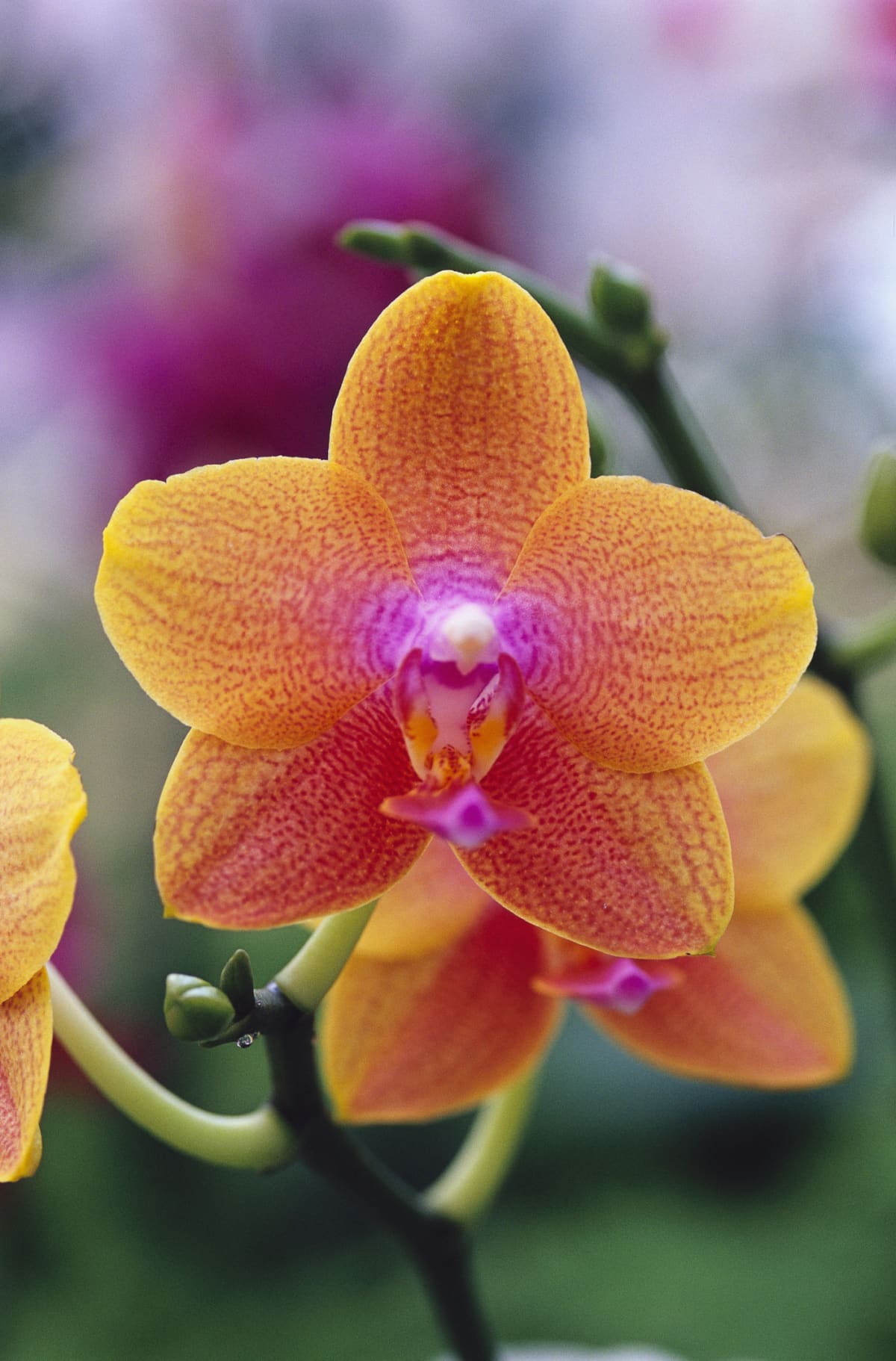 Orange orchid in bloom