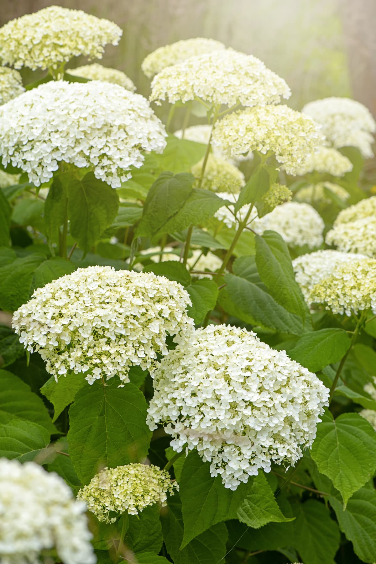 White hydrangea plants with multiple flowers