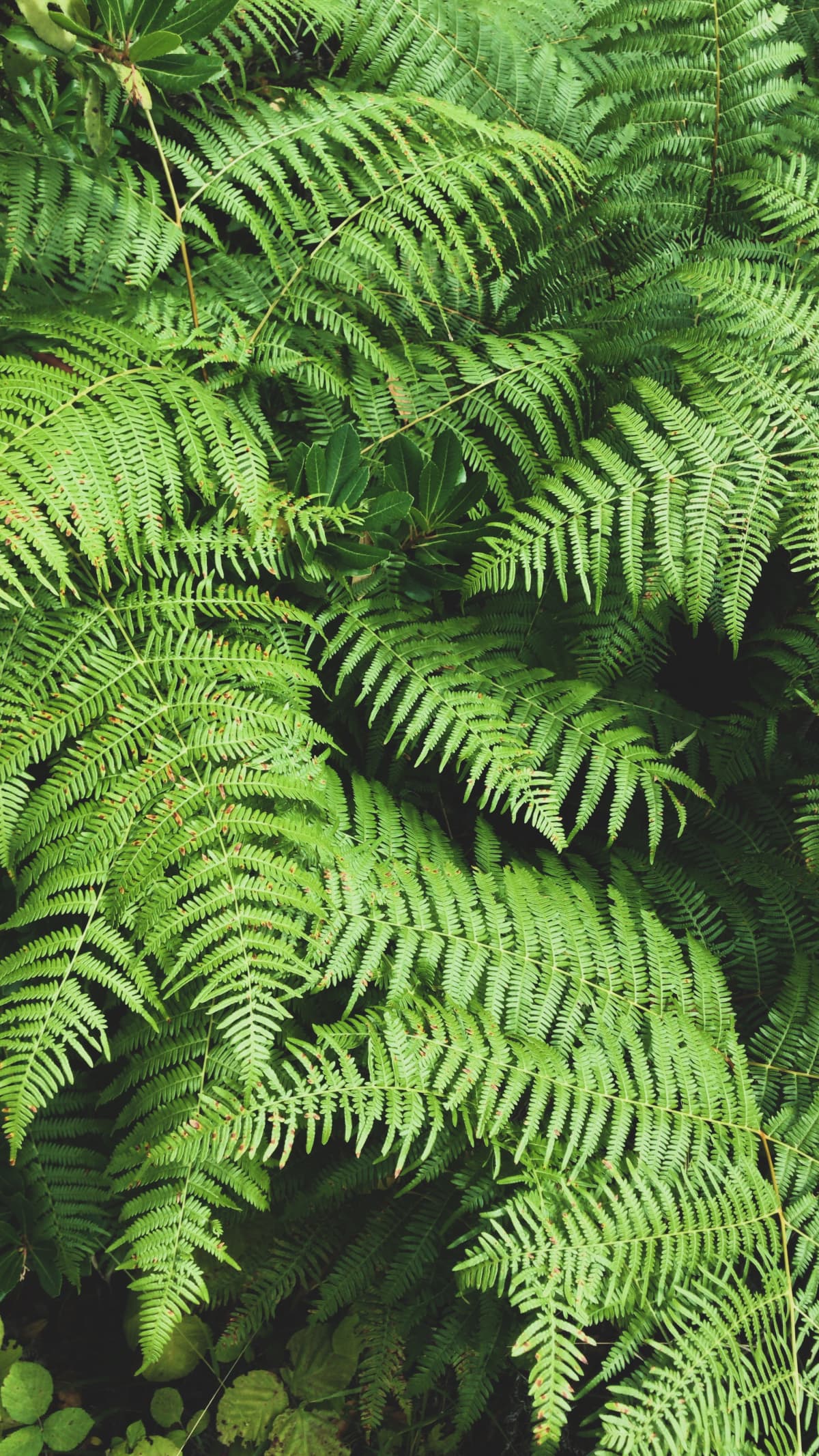 Fern leaves in the forest
