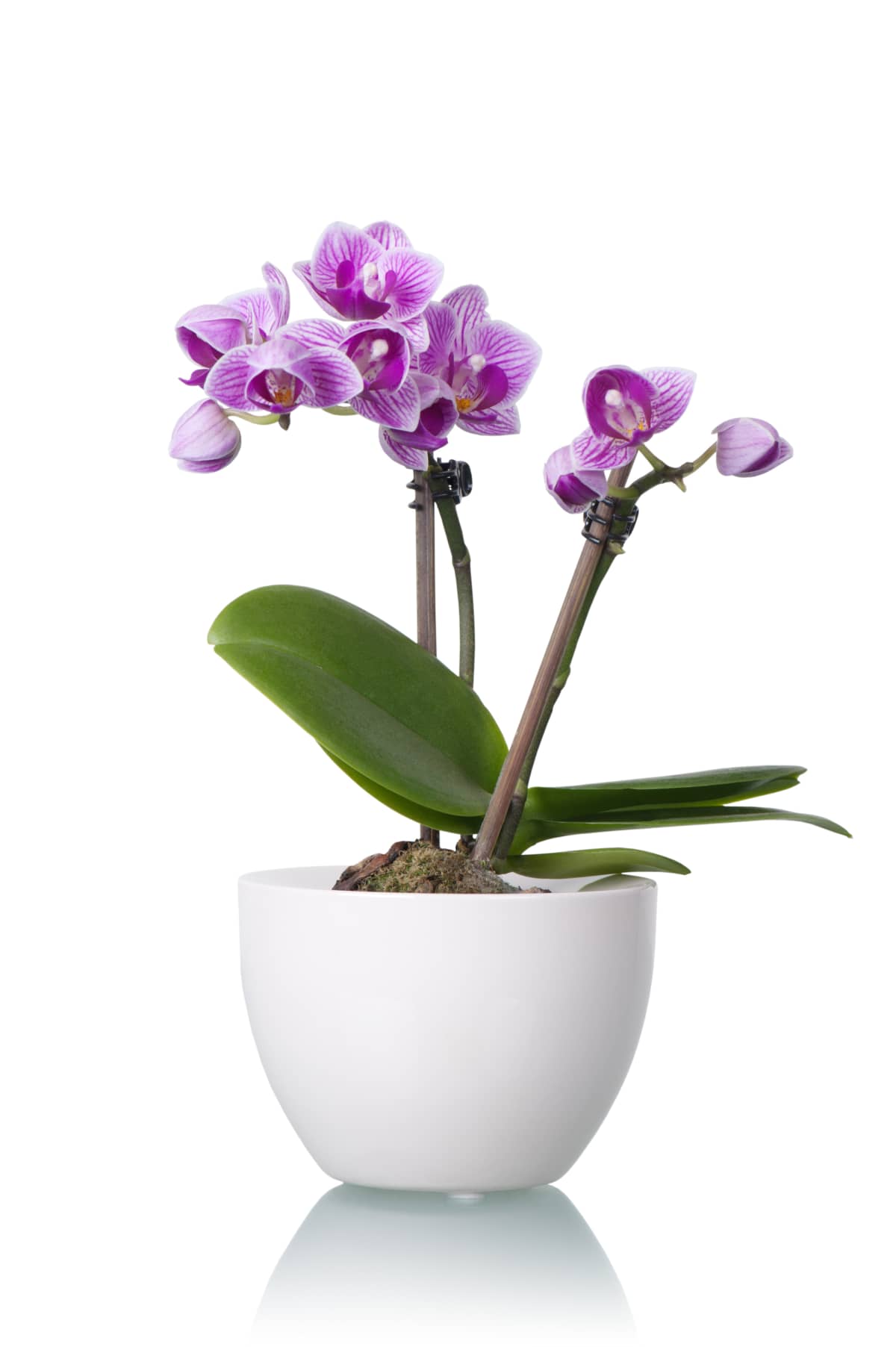 Purple orchid in white flower bowl