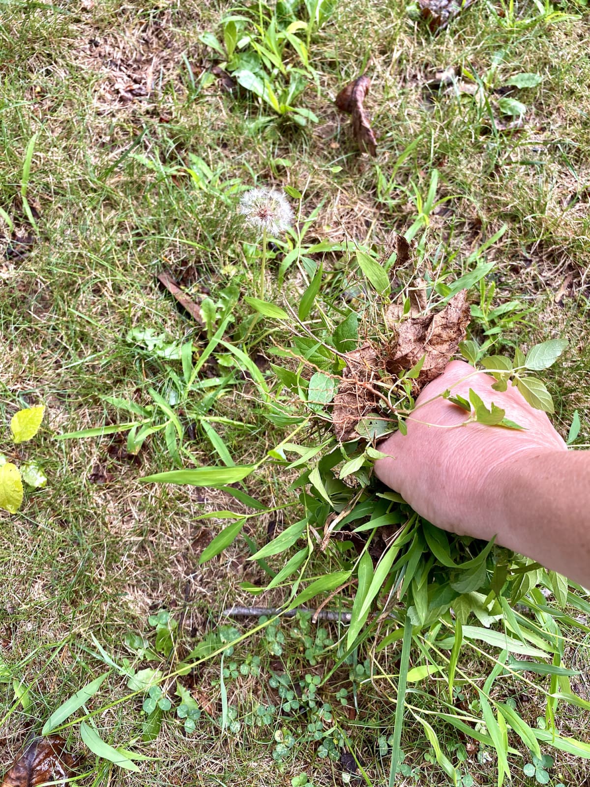 A hand pulling weeds from grassy area