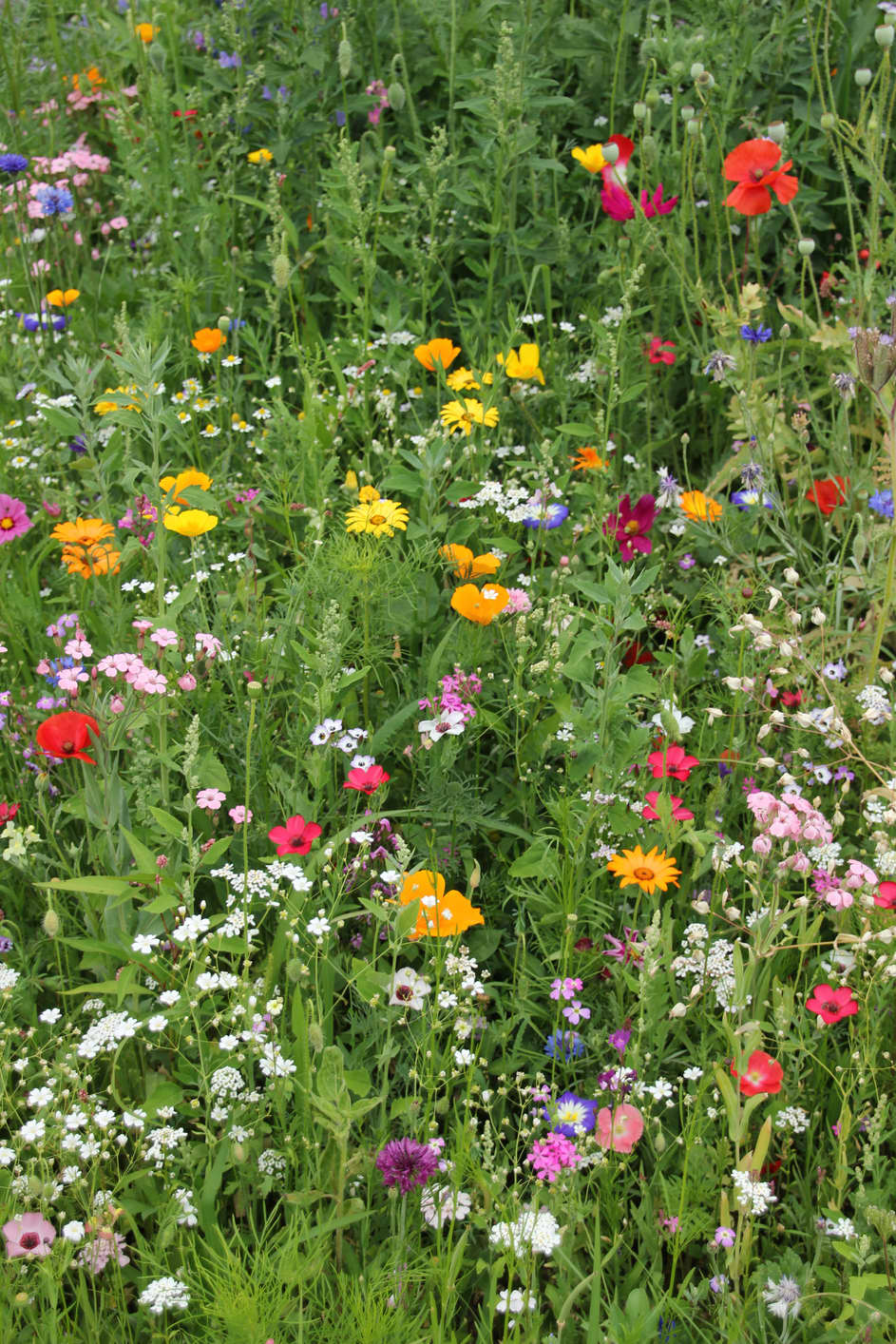 colourful flower meadow
