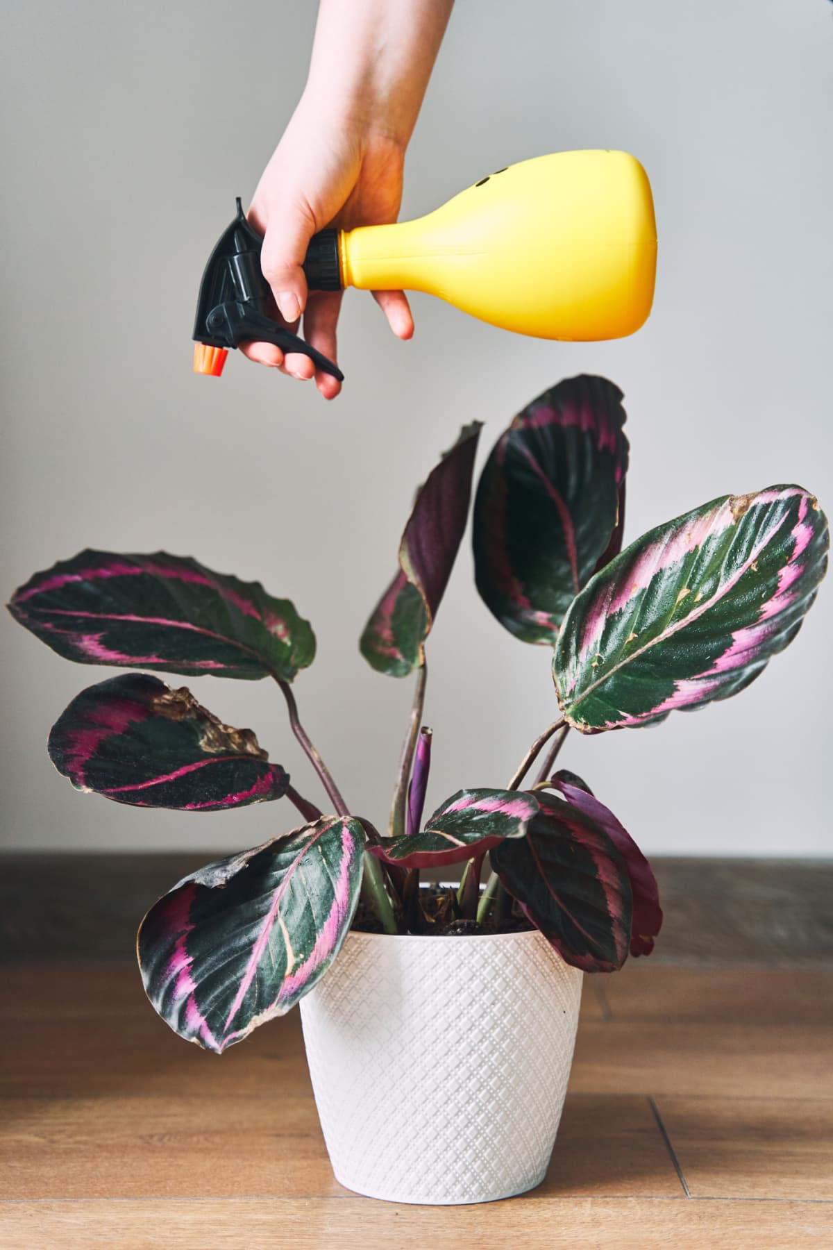 The woman sprays a plant from a spray bottle. Home plant Calathea is watered. High quality photo