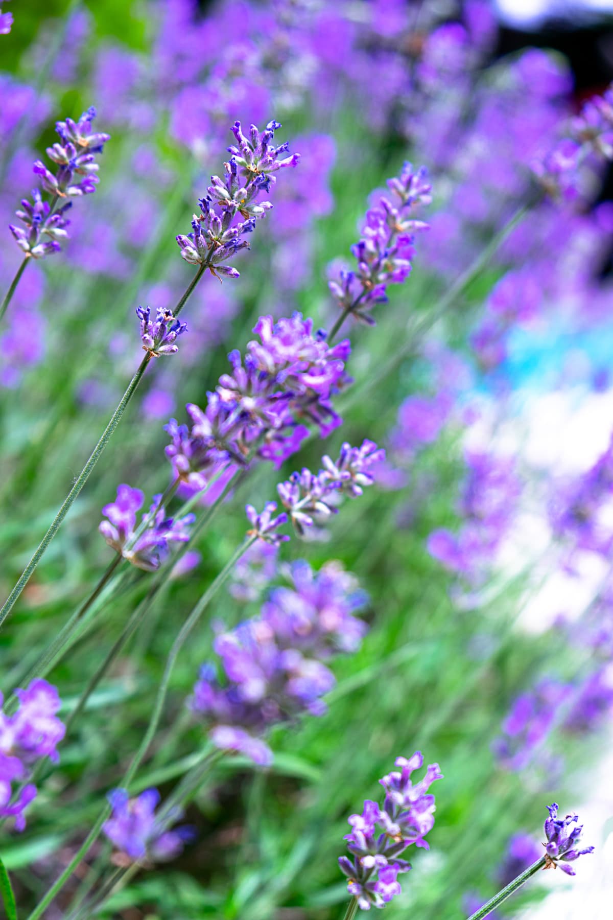 Lavender flowers on nature background, close up. Copy space. Natural concept for skin care or gardening in the courtyard of the house.
