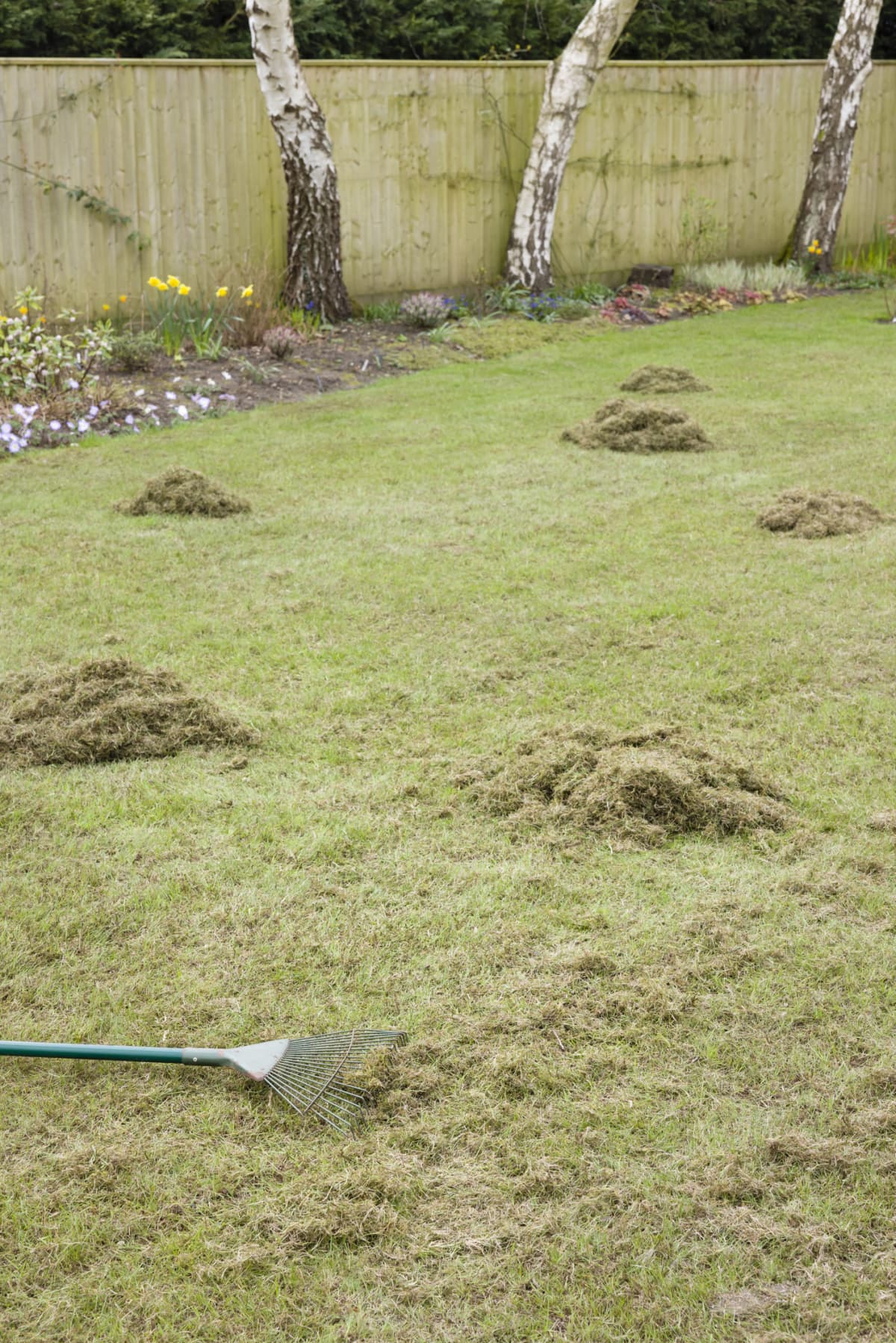 Removing moss after scarifying by raking grass in a garden