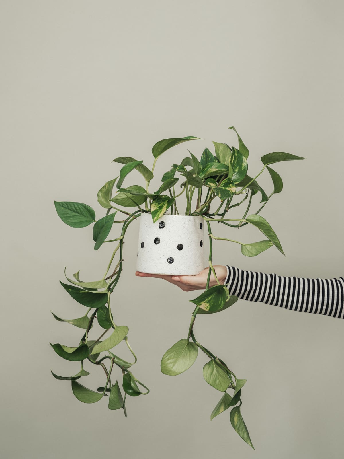Woman holding potted houseplant plant photo in studio