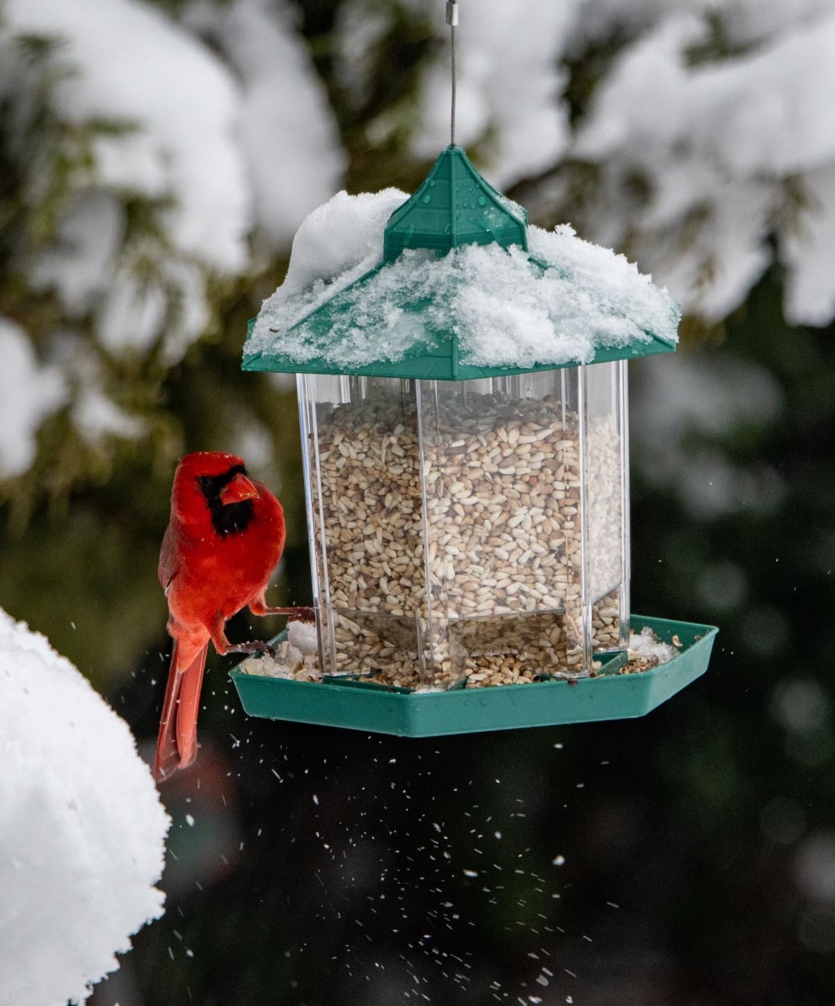 A male red cardinal bird just lands on a backyard bird feeder. Snow falls from the feeder full of seeds.