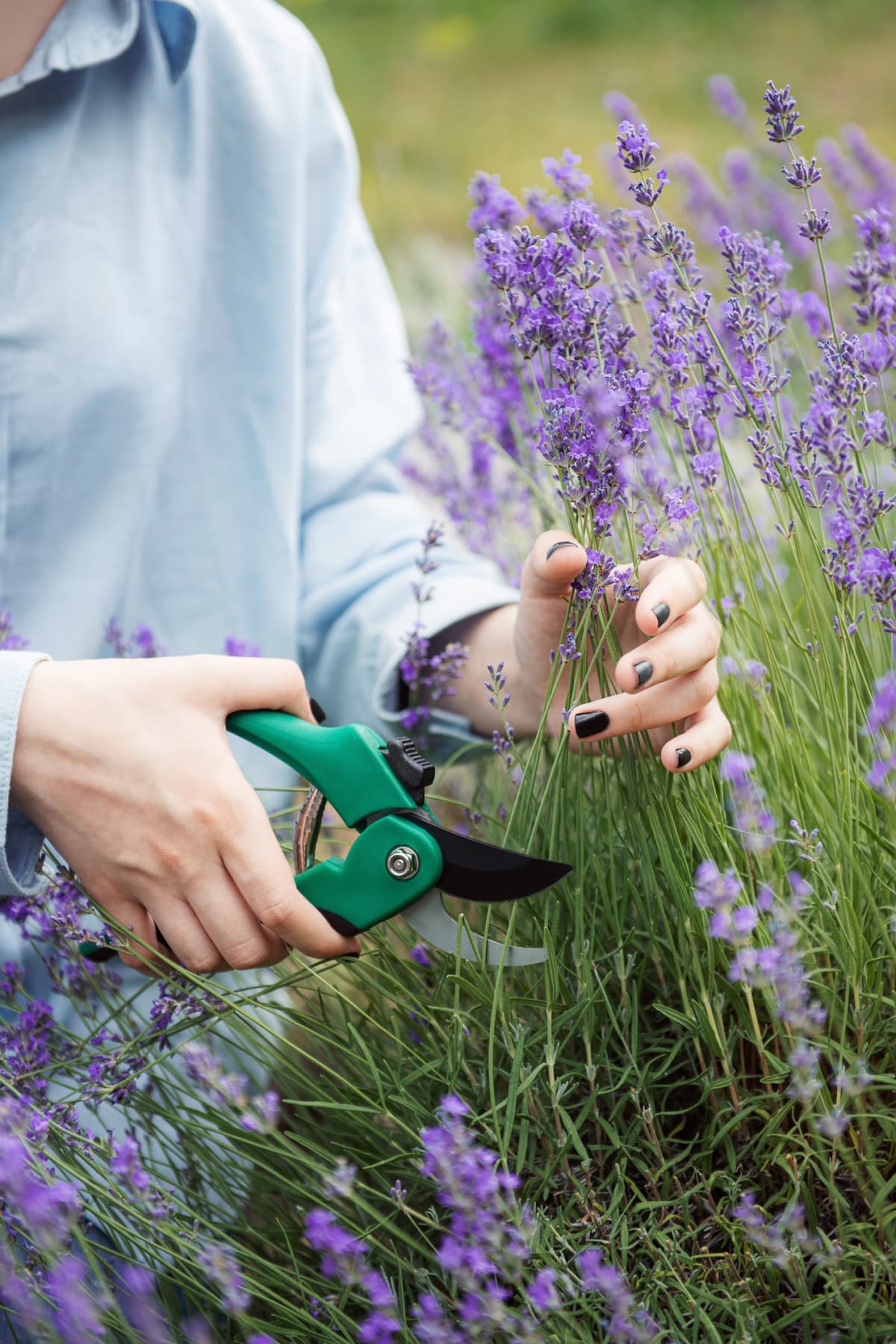A young girl uses secateurs to cut lavender