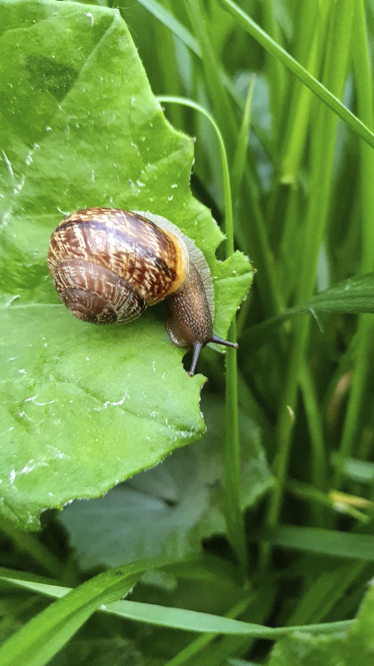 A snail on hosta leaves which have been previously damaged by snail / slug attack.See also: