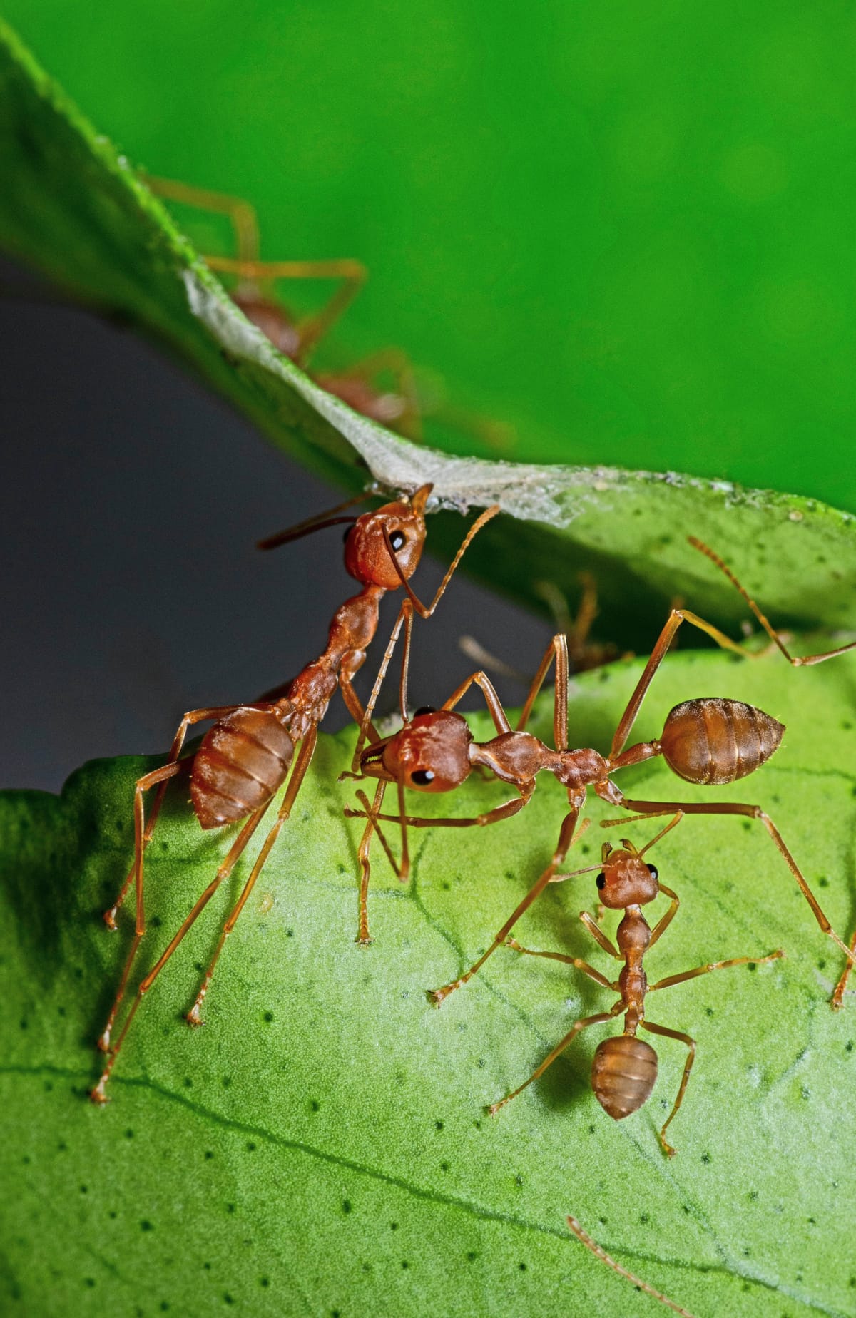 Ants biting plant leaves
