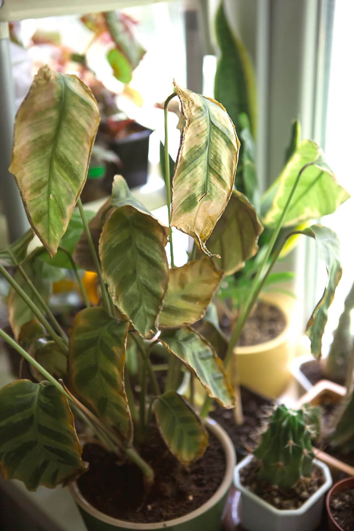 Wilting leaves affected by spider mites