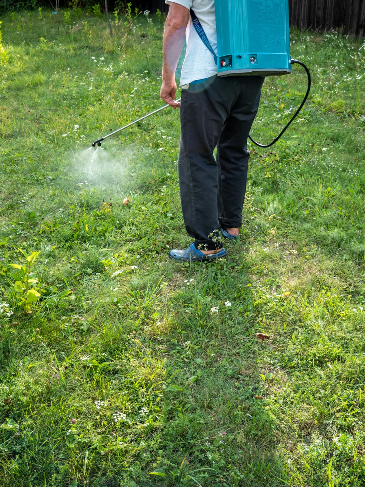 A gardener spraying Borax weed killer in the garden