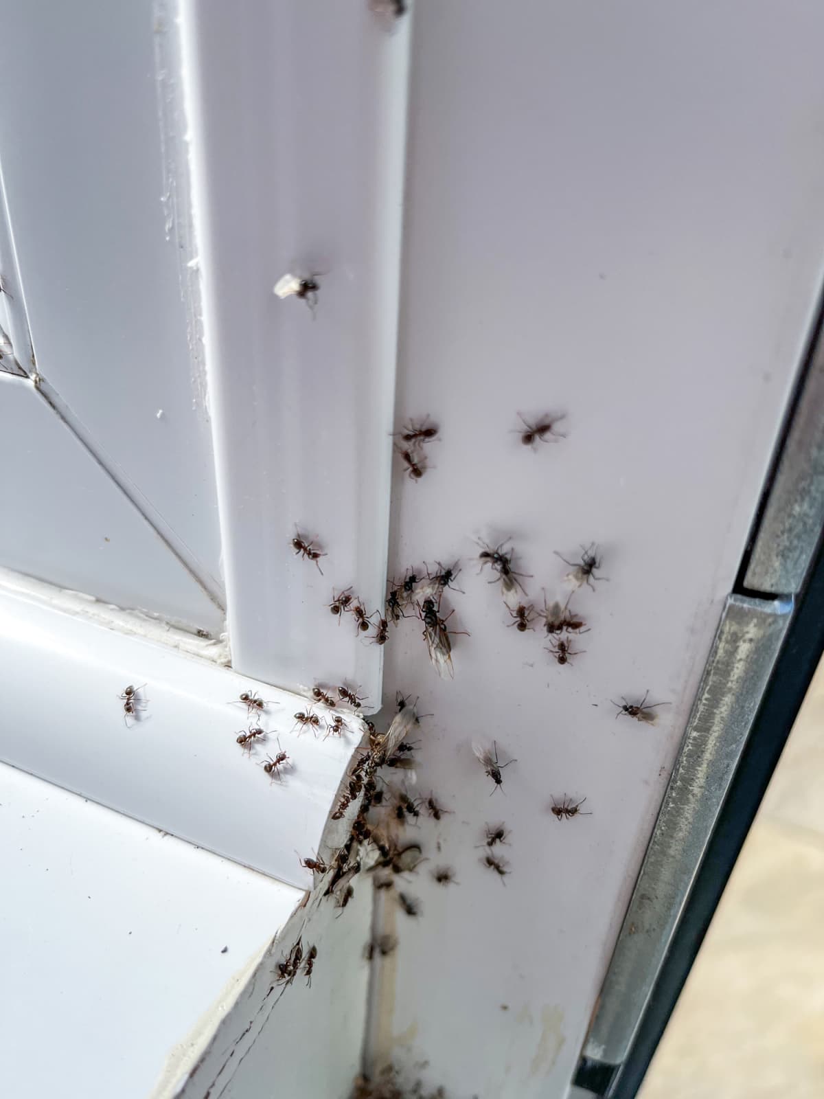 ants on windowsill