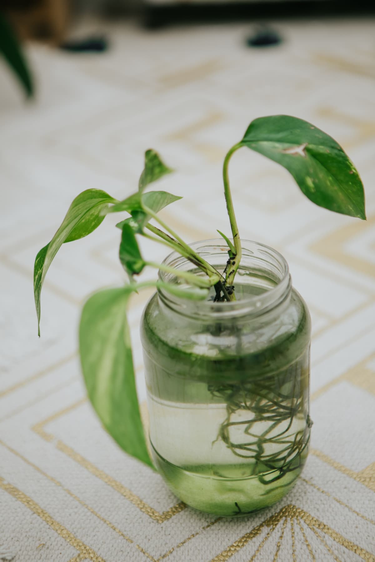 Propagating a plant in a glass jar