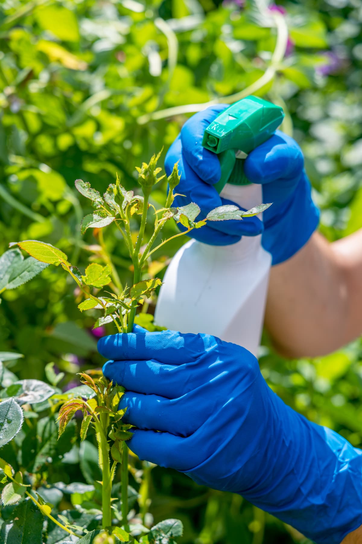 gardener treats roses in the garden with a garden sprayer from insect pests. High quality photo