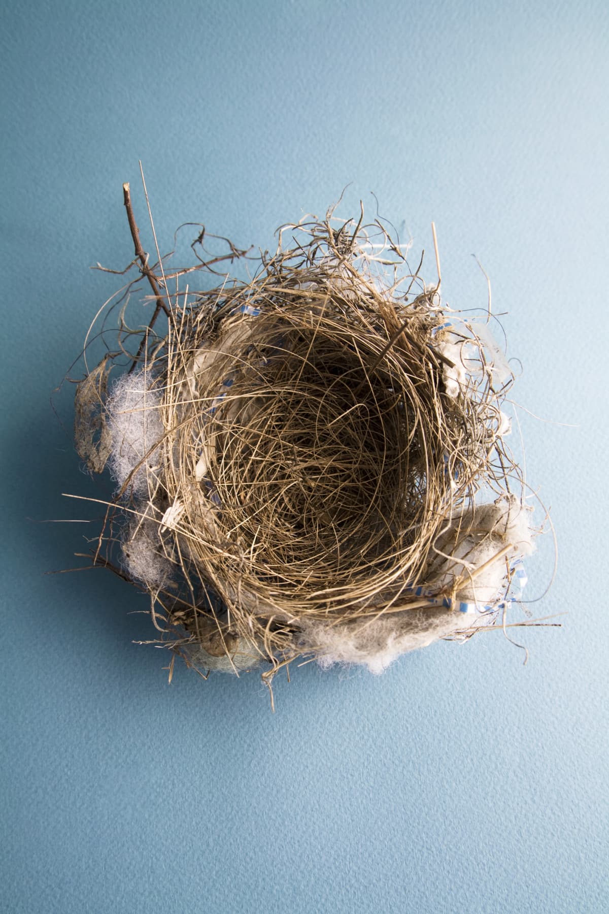 An empty bird's nest shot from above on a blue backdrop