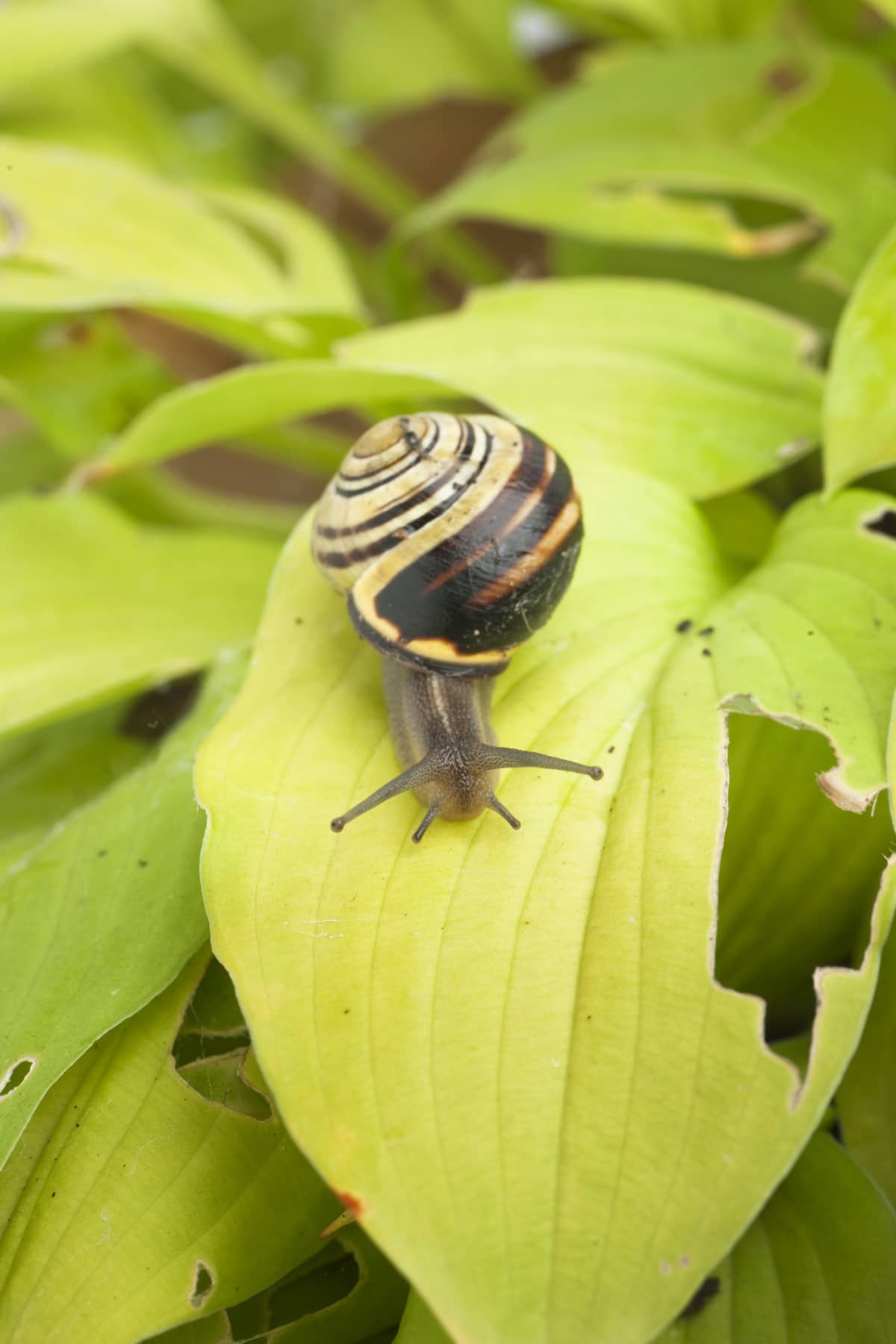 A snail on hosta leaves which have been previously damaged by snail/slug attack