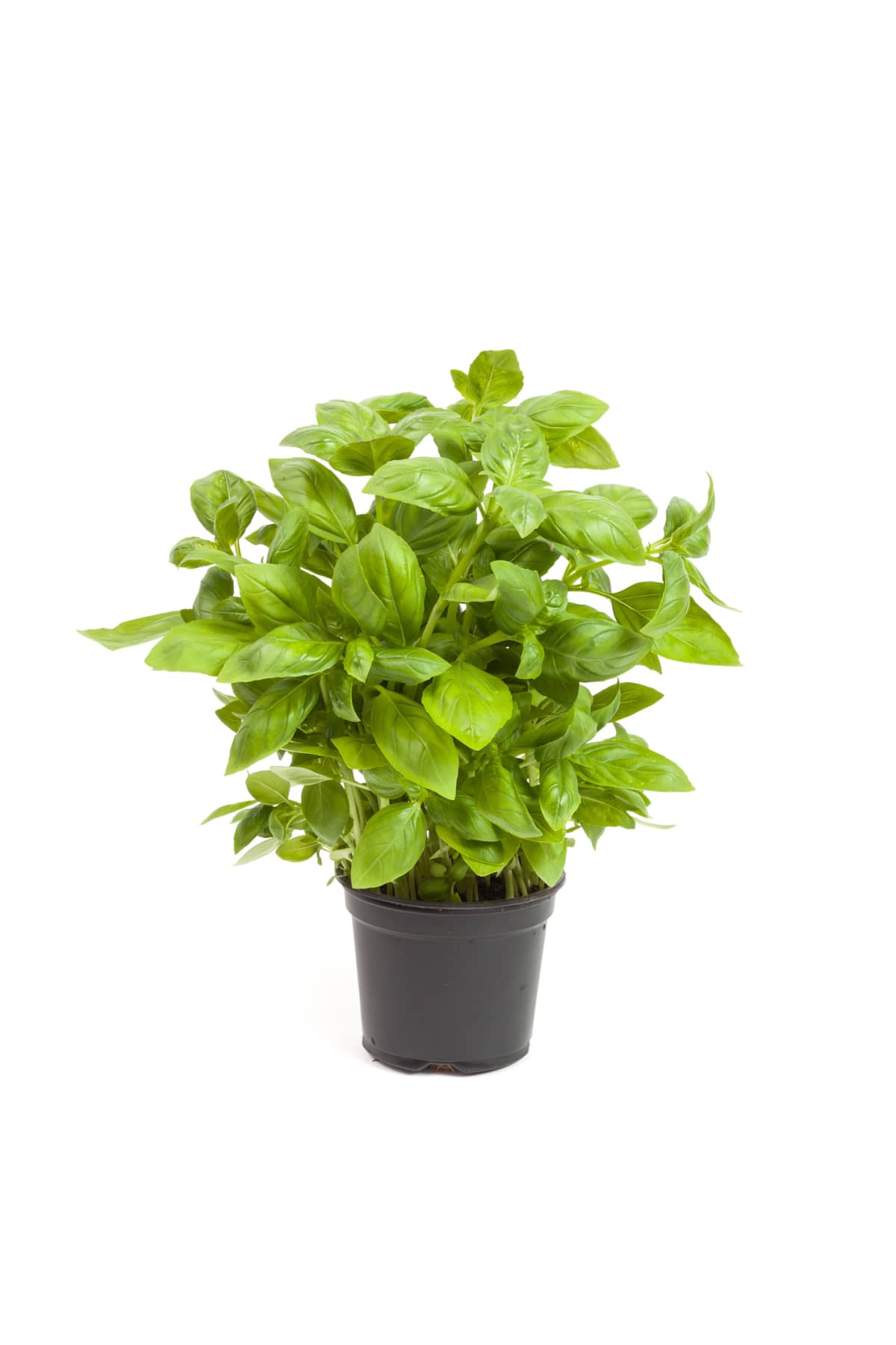 Basil in a pot, isolated on white background