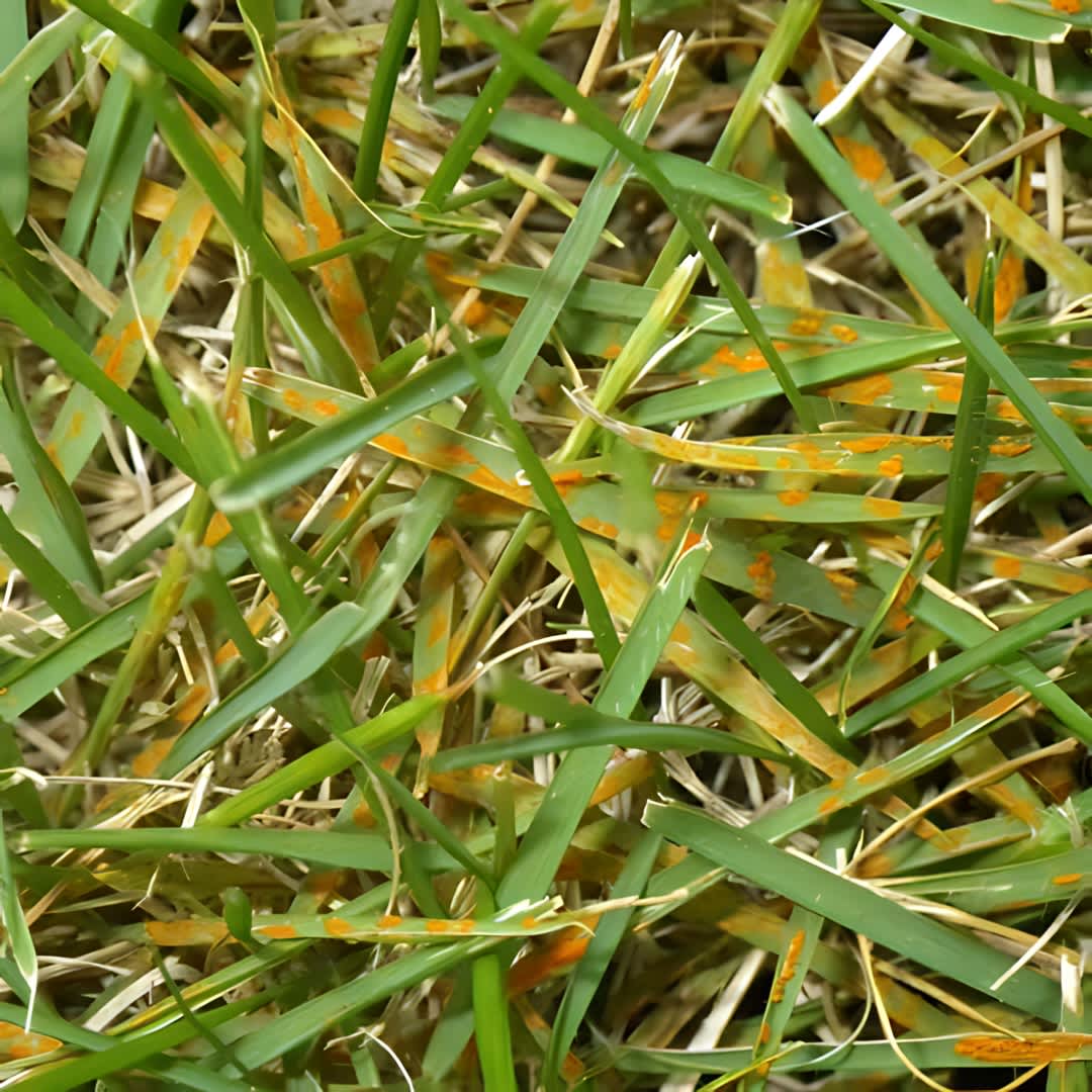 Orange dust on grass
