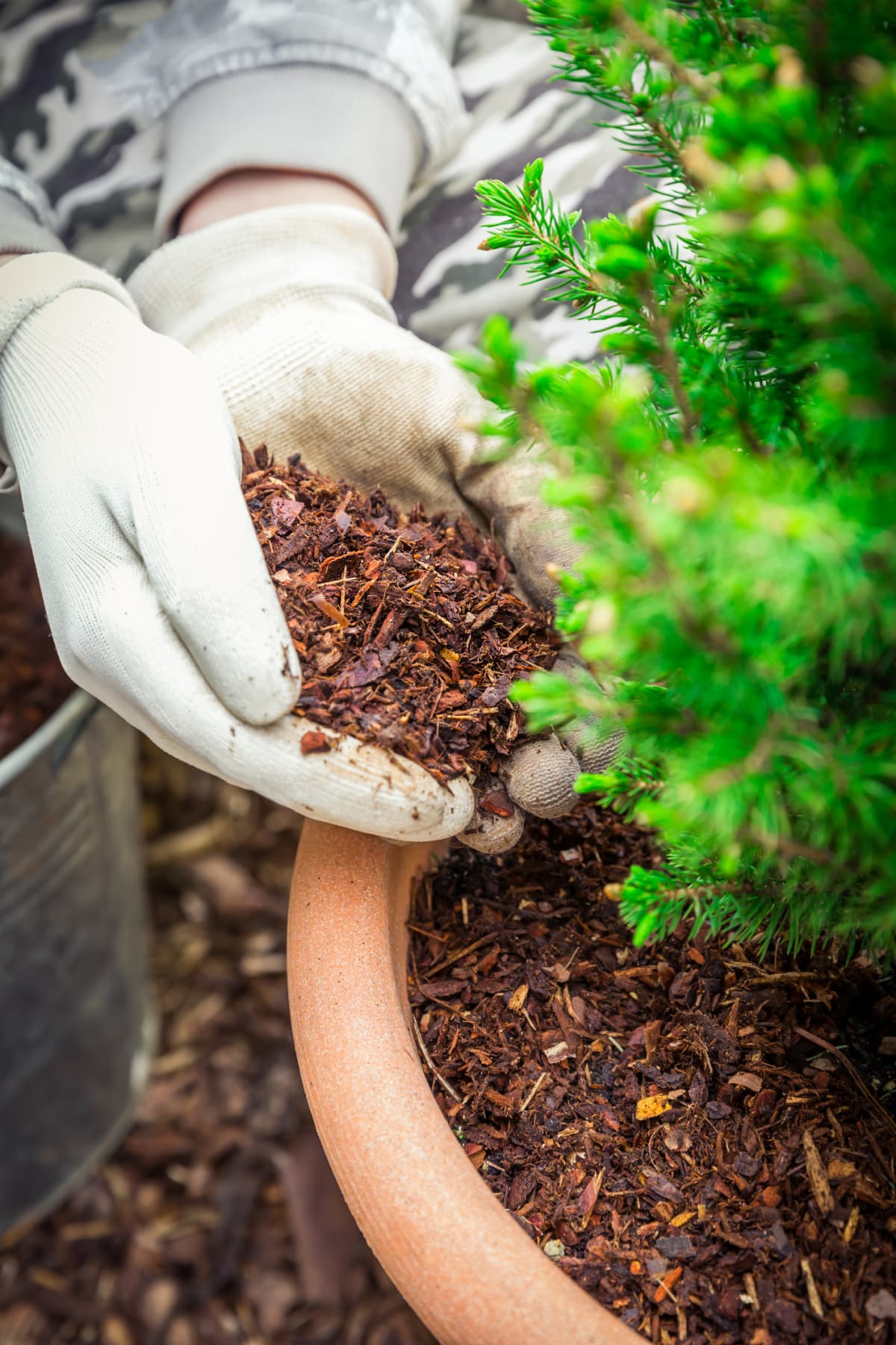 A gardener adding dried lawn clippings to a potted plant