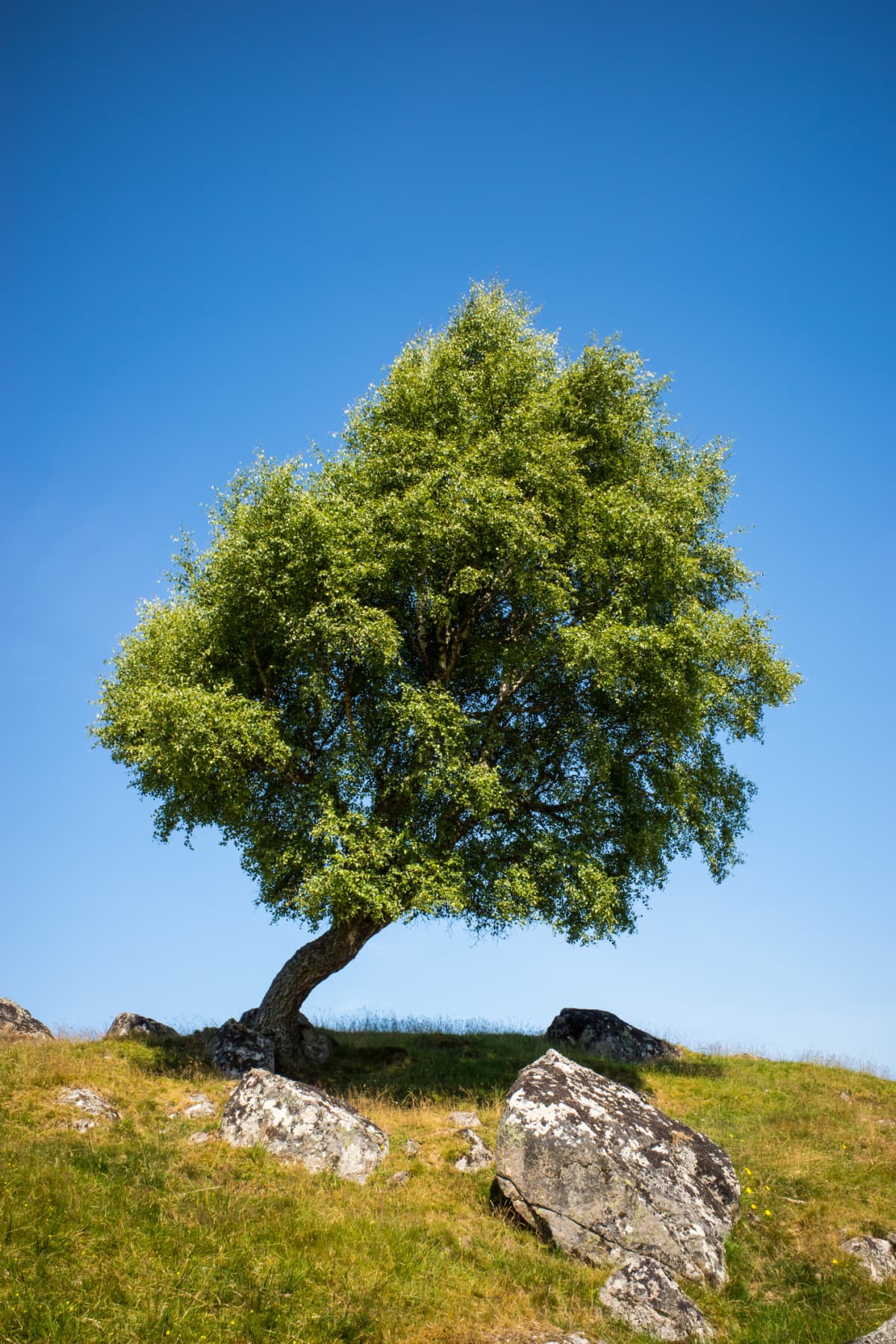 Single leaning tree and rock with clear blue sky