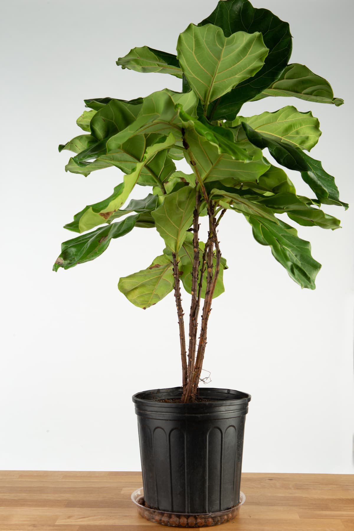 A potted fiddle leaf fig on a wooden floor