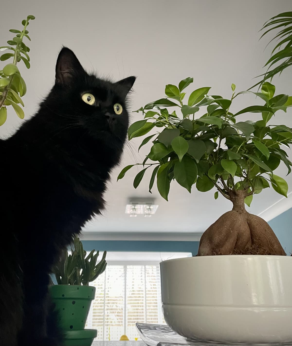 Beautiful black cat peering over plants