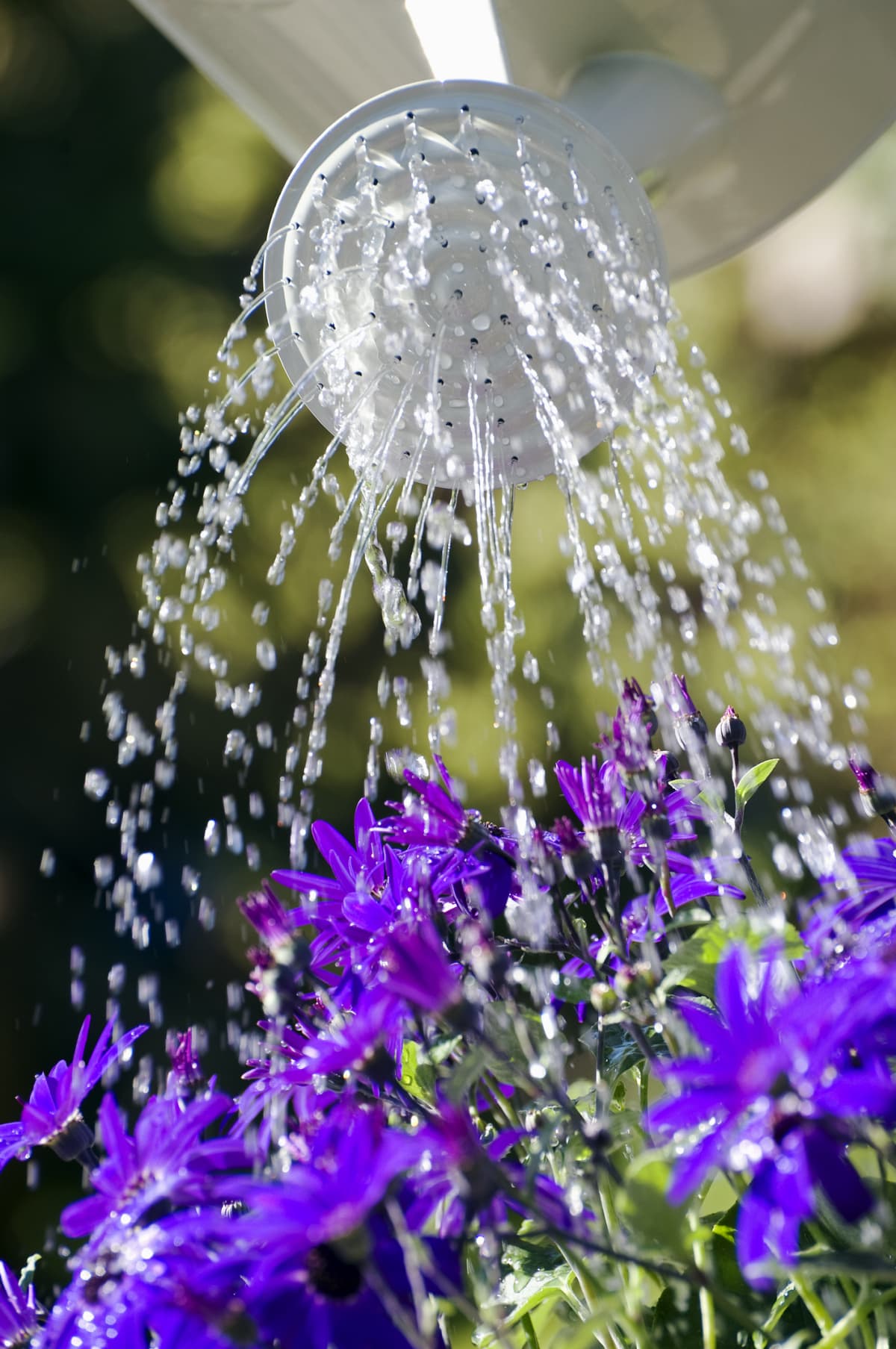 Watering purple flowers with a watering can